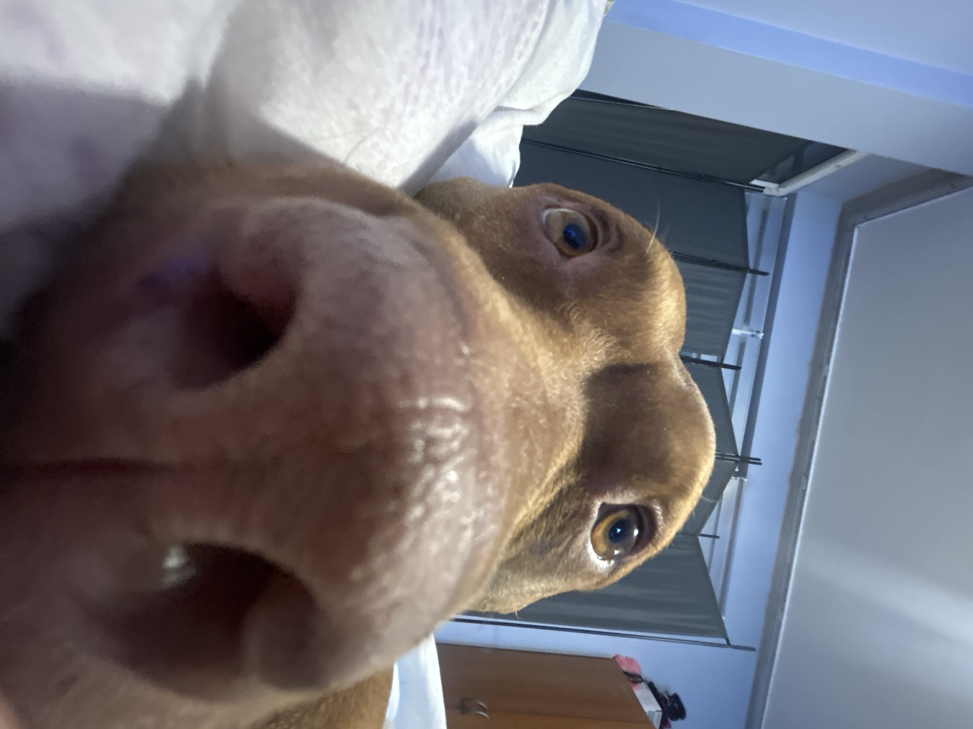 A close-up photograph captures the head of a brown dog in extreme detail. The dog's large, prominent nose is centered in the foreground, with its nostrils clearly visible. Its eyes are brown and appear to be gazing towards the camera. The dog is positioned on a white surface, presumably a bed. The background includes a room interior with a window and a cabinet. The location is Unknown, Unknown.