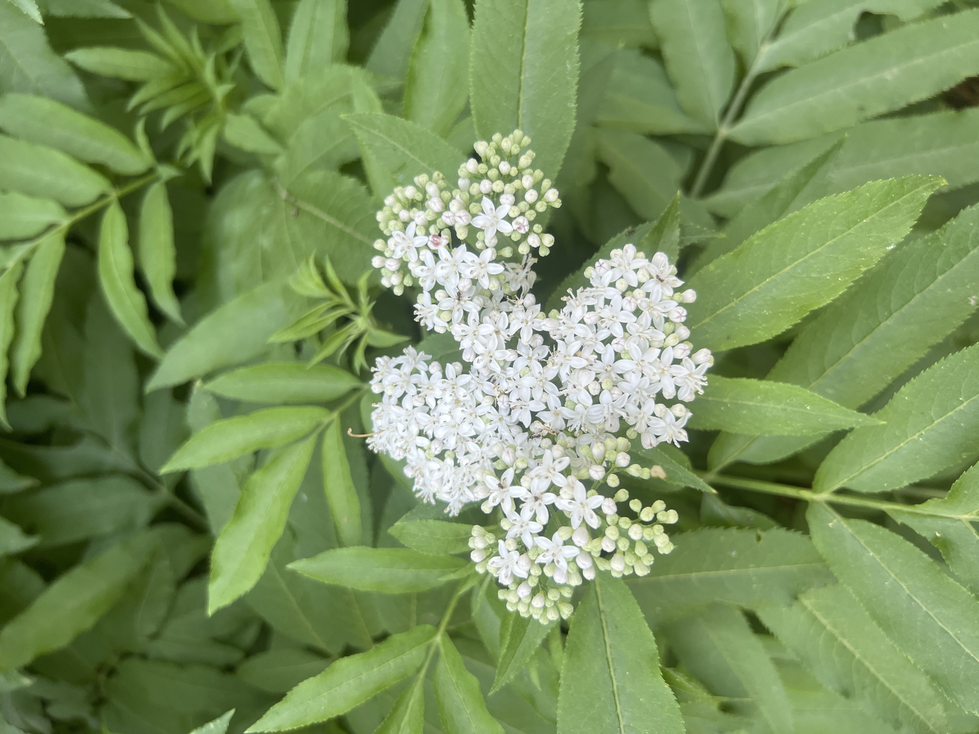 This media file features a close-up view of a cluster of small white flowers, likely elderflowers, surrounded by lush green foliage. The flowers are arranged in a corymb, a flattened or convex cluster, with individual blossoms appearing delicate and star-shaped. Many of the flowers are still in bud form, appearing as tiny green spheres.
The surrounding leaves are compound and serrated, typical of elder plants, creating a dense backdrop for the blooms. The lighting suggests it is daytime, with soft, diffused light, indicating possibly an overcast sky or shade. There are no people or discernible objects other than the plants themselves. The setting appears to be a natural outdoor environment, consistent with the provided location context of Bârnova, Romania, suggesting a rural or woodland area. The overall mood is serene and natural, highlighting the beauty of the blooming plant. No text is visible in the image.