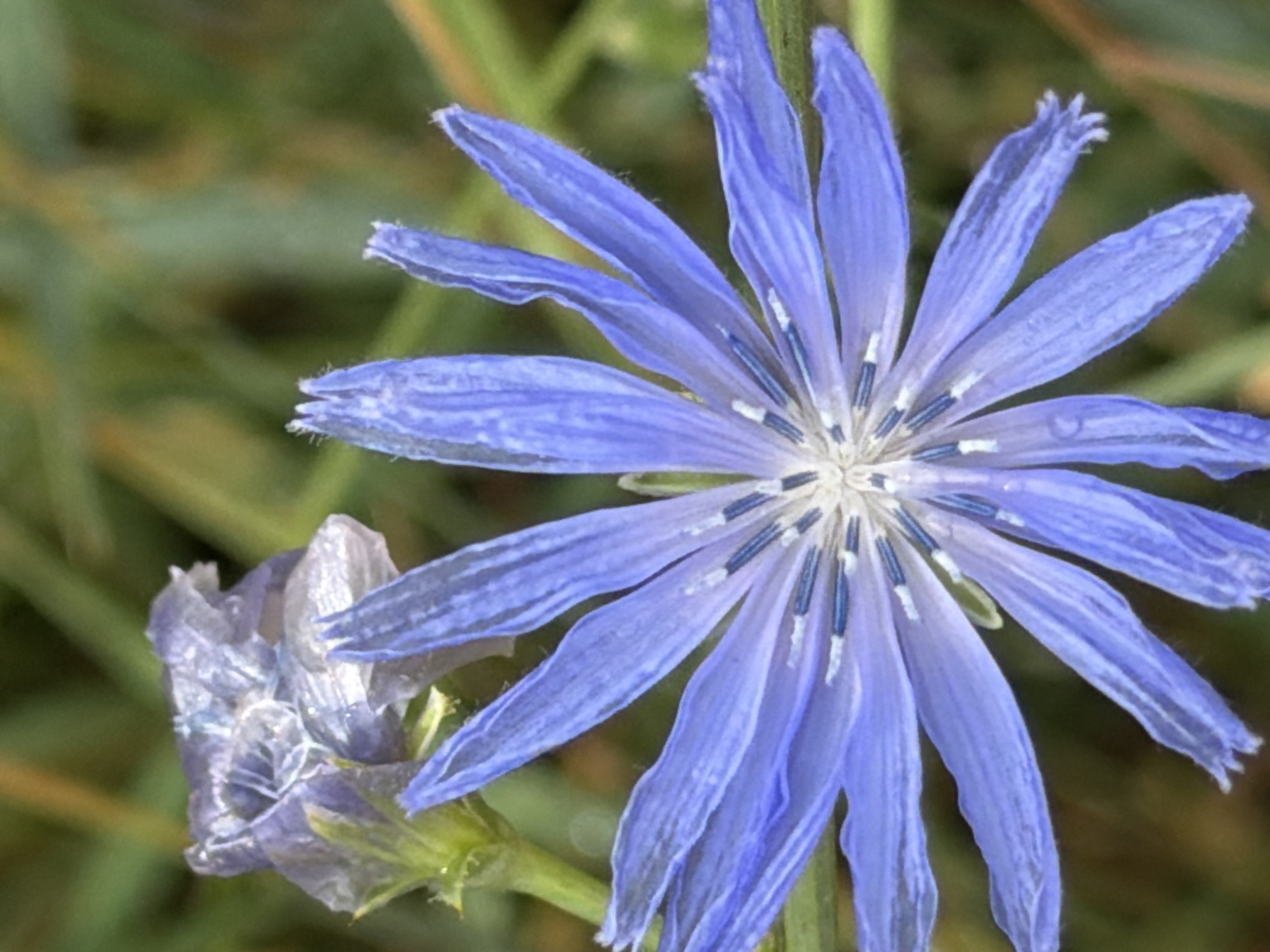 A close-up, eye-level shot captures a vibrant blue chicory flower in bloom. The flower's delicate petals radiate outwards from a central disk adorned with thin, dark blue stamens tipped with white. To the upper left of the main bloom, a smaller, faded purple bud is visible, partially unfurled. The background is a soft blur of green and brown foliage, suggesting an outdoor setting. The lighting is natural and diffused, highlighting the intricate details of the flower.