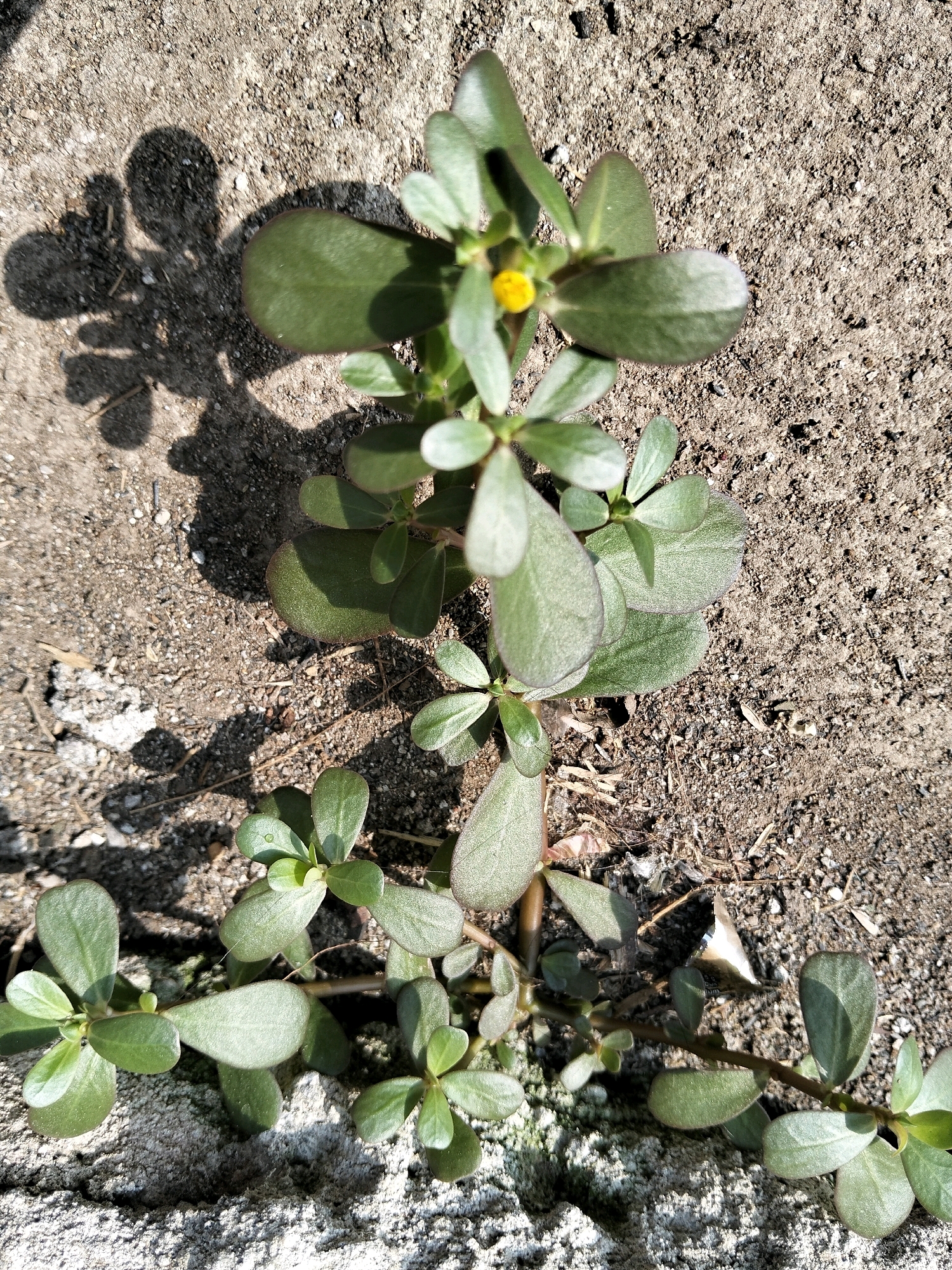 A single purslane plant with small green leaves and one yellow flower is growing from a cracked concrete surface. The plant is casting a shadow on the rough, sandy ground. The scene is illuminated by direct sunlight, creating high contrast. The location is Gempolan, Indonesia.
