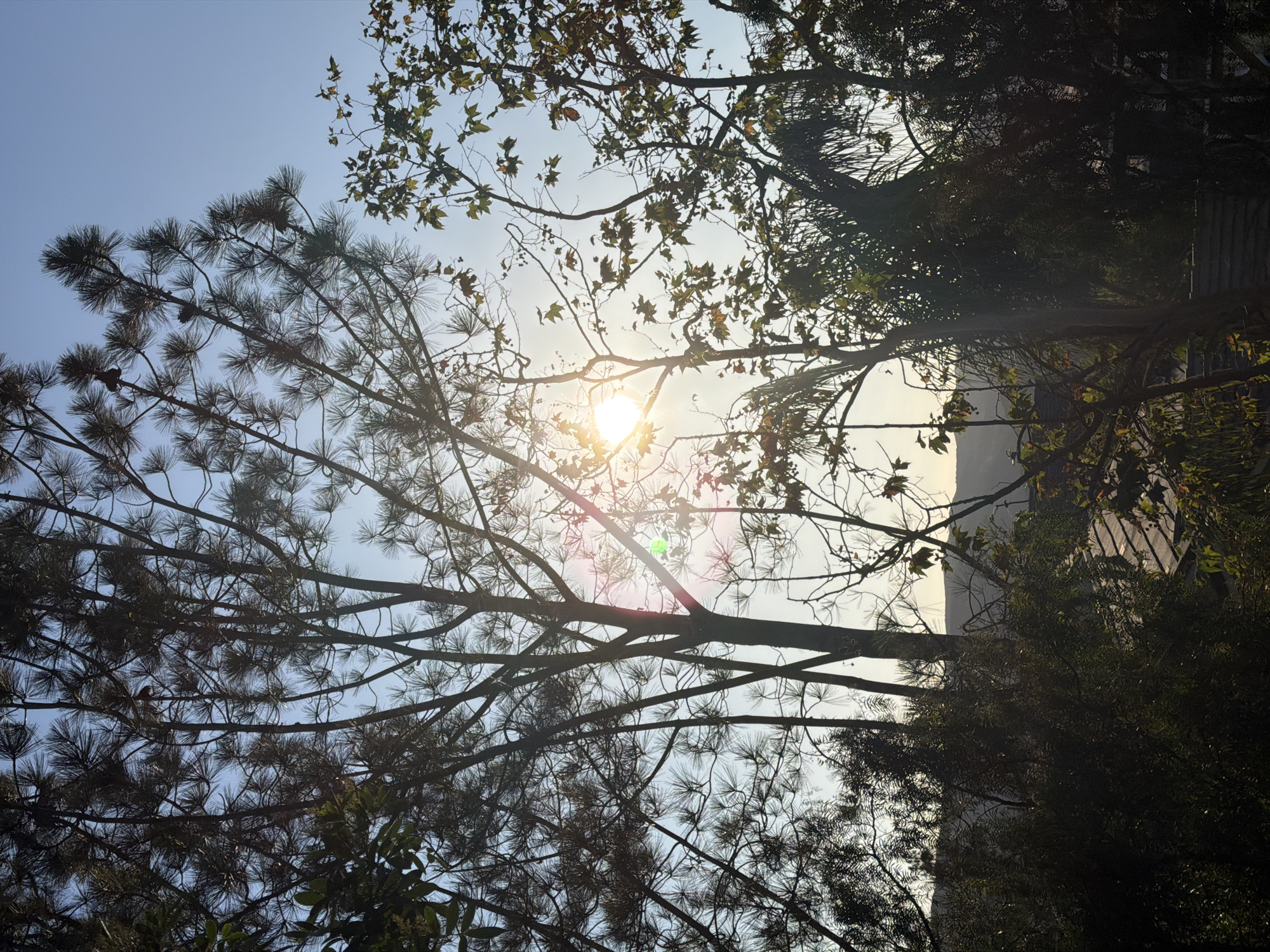 The image depicts a view of trees silhouetted against a bright sky, with the sun partially obscured by branches. The scene appears to be outdoors, possibly in a residential area, given the hint of a roofline visible in the lower right portion of the image. The foliage suggests a temperate climate. The time of day is likely late afternoon or early morning due to the low angle of the sun. The photograph was taken from a ground-level perspective, looking upwards through the trees. The specific location is Aliso Viejo, United States of America, a city known for its suburban environment and proximity to natural landscapes.