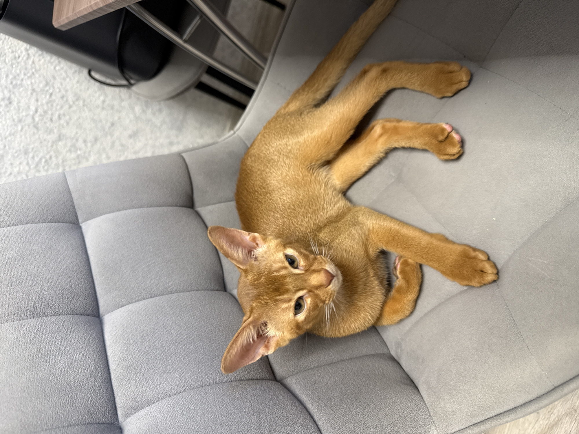 A ginger cat is lying on a gray quilted chair. The cat is looking towards the camera with its head tilted. Its ears are large and pointed, and its eyes are green. The cat's body is elongated, and its paws are splayed out. The chair is upholstered in a textured gray fabric and has a quilted pattern. In the background, a wooden surface and metal chair legs are visible. The lighting suggests it is daytime. The setting appears to be indoors, possibly a home or office. The cat seems relaxed and comfortable. There is no visible text in the image.