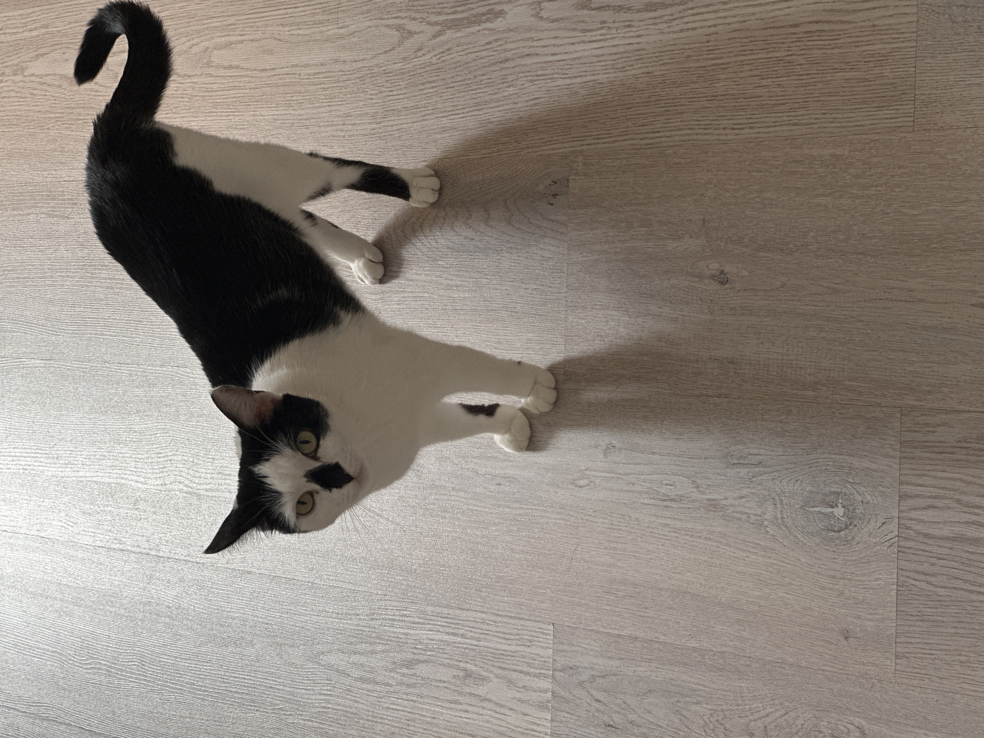 A black and white cat stands on a light-colored wooden floor. The cat is facing the camera, with its body angled slightly to the left. Its tail is curled upwards and to the right. The floor has a wood grain pattern and is illuminated by overhead lighting, casting a shadow of the cat on the floor. The image does not provide any information about the location in the city of Kokshetau, Kazakhstan.