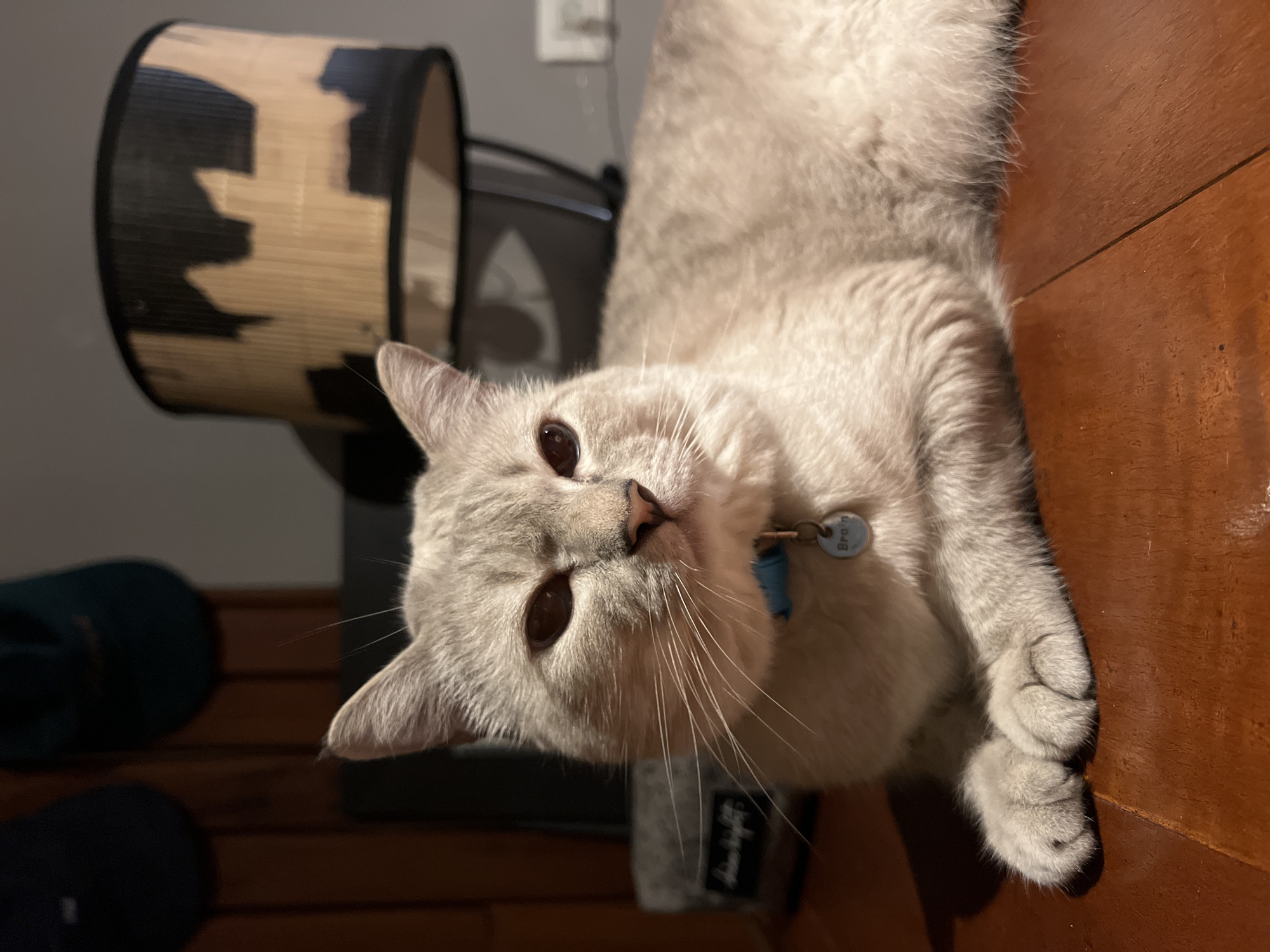 The media file contains a close-up, slightly angled shot of a light gray cat with dark eyes. The cat is lying down, with its body stretching out of frame to the right. The cat is wearing a blue collar with a circular tag. The tag is light colored with some darker text, possibly a name. The cat's fur appears soft and fluffy.
In the background, to the left of the cat, is a portion of a lampshade. The lampshade has a cylindrical shape and is made of a woven material, possibly bamboo, with sections of dark coloring. Behind the lampshade, a dark, curved object, possibly part of a chair or furniture, is visible. Further in the background, a light switch is visible on a gray wall.
The cat is lying on a polished wooden surface, likely a floor or table, which has a warm, reddish-brown tone. Shadows are cast on this surface, indicating a light source from the right. The overall lighting suggests it might be indoors during the day or evening. The cat's expression appears calm and relaxed. The image is well-lit, focusing on the cat as the main subject.