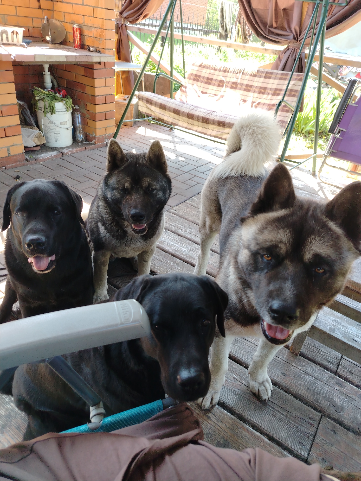 This image captures an outdoor domestic scene in Рассвет, Russia, during daylight hours. The primary subjects are four dogs, positioned on a patio area.
In the foreground, a light-grey chair armrest, partially inscribed with "Nikon," obscures the lower portion of the frame. Beneath this armrest, a teal fabric is visible. Above and to the left of the armrest, the head and upper neck of a black Labrador Retriever are visible, looking directly towards the camera.
Behind this partial view, a wooden deck extends across the right and central portions of the midground. Standing on this deck is an Akita-type dog with lighter brindle and cream fur, presenting its fluffy, curled white-and-cream tail. Its head, with amber eyes and an open mouth, is visible on the far right foreground, looking towards the camera.
To the left of this standing Akita, another Akita-type dog with dark brindle and grey fur is seated on brick pavers, which transition from the wooden deck to the left side of the scene. This dog is looking directly at the camera with an open mouth. Seated further to the left on the brick pavers is a black Labrador Retriever, also looking directly at the camera with its tongue slightly extended.
In the background, to the left, a brick outdoor fireplace or grill structure is present. It features a light-colored counter on which a white tray, a red beverage can, and a metal hook are placed. Beneath the counter, within the structure's recess, a white bucket filled with green leafy material, a clear plastic bottle, and white plumbing pipes are visible.
To the right of the brick structure and behind the dogs, a green metal-framed patio swing with a brown and tan plaid cushion is situated. Behind the swing, brown fabric curtains are tied back, and beyond them, a metal fence and green foliage are discernible. A purple folding chair is partially visible on the far right. The scene is illuminated by natural light, casting distinct shadows.