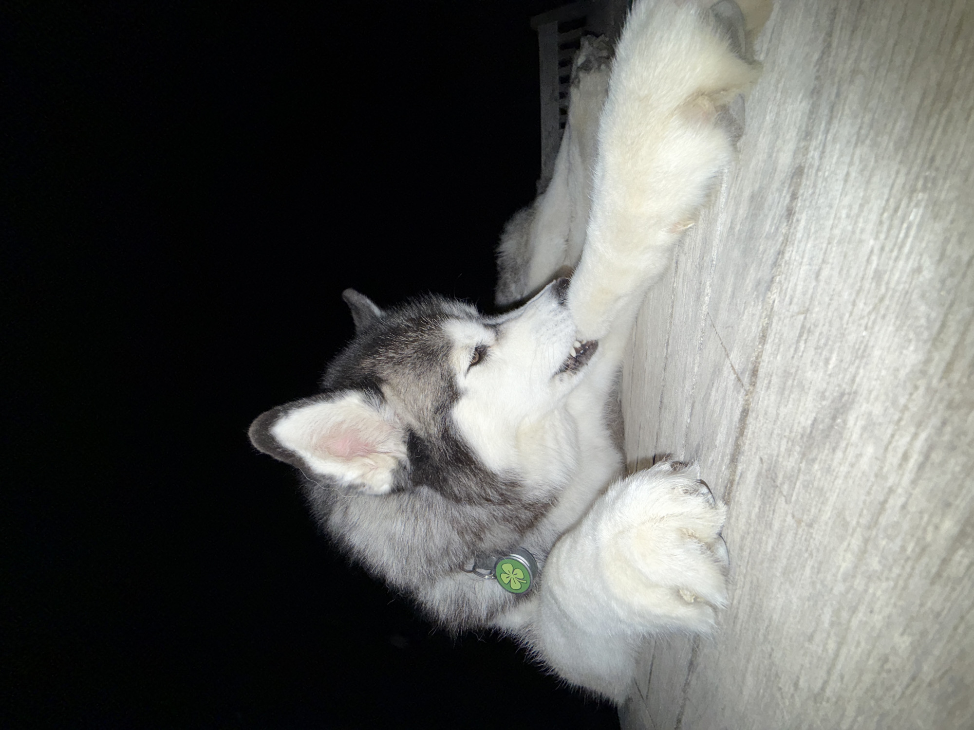A husky dog is lying on a wooden surface in the dark. The dog is mostly white with grey markings. It has a green clover-shaped tag on its collar. The dog appears to be biting its paw. The background is completely black, suggesting it is nighttime. There is a blurred wooden bench in the background. There are no people visible in the image. The location is Lège-Cap-Ferret, France.