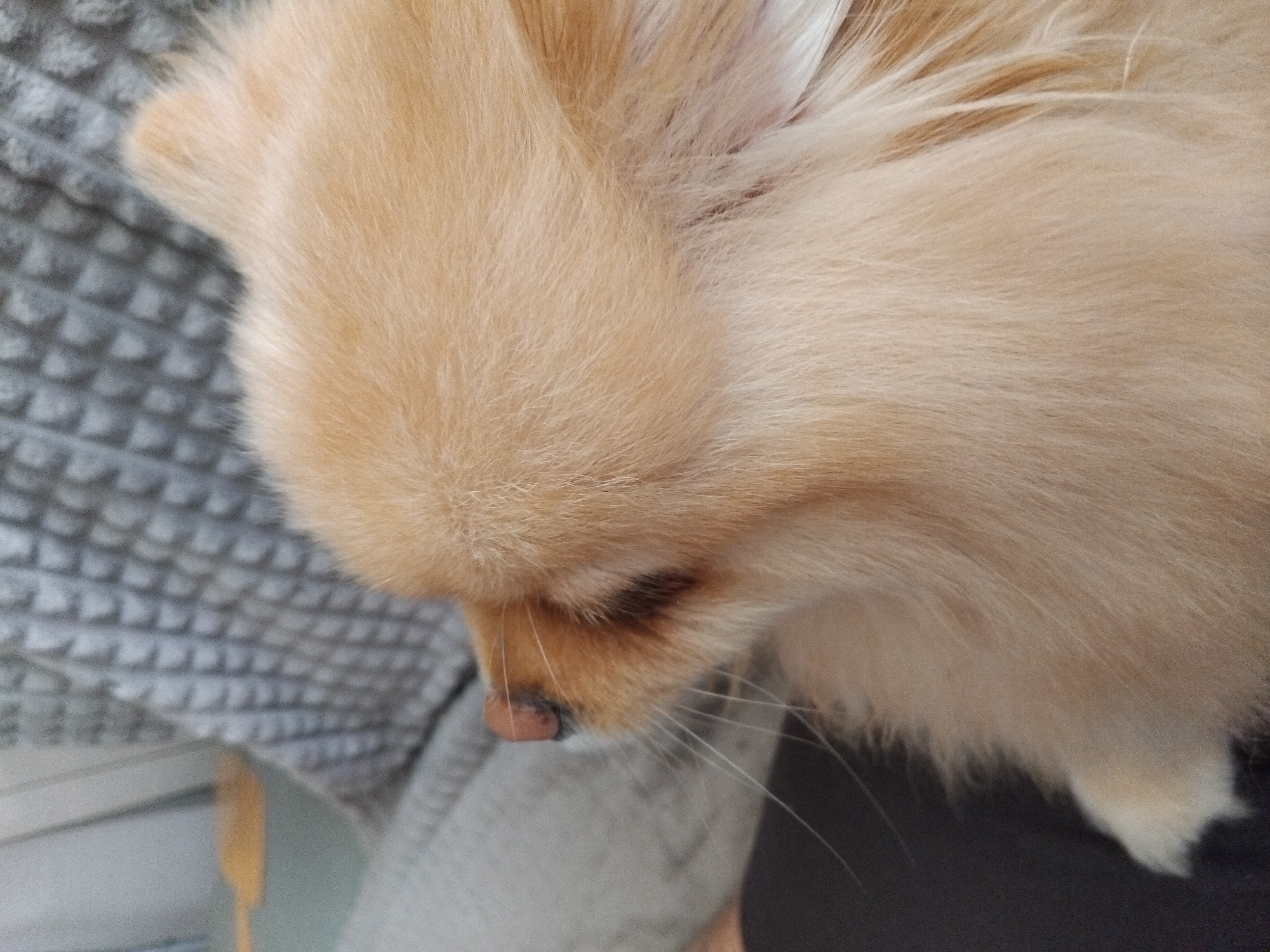 A close-up, side profile shot captures the head of a light-colored Pomeranian dog. The dog's fur is fluffy and light brown, with lighter blonde highlights. Its nose is dark pink with some black pigmentation. The dog's left eye is visible, with a dark brown iris. The background consists of a grey, textured blanket. To the left of the dog's head, a blurred section of what appears to be a couch or pillow is visible, with a muted orange object in the far left background, possibly a piece of furniture or toy. The overall lighting suggests an indoor setting. The image does not contain any information that would allow for determining its location in Apriltsi, Bulgaria.
