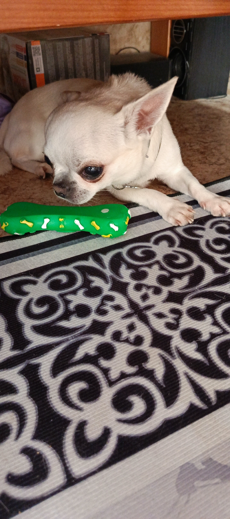 A light-colored Chihuahua dog is lying on a patterned rug. In front of the dog is a green bone-shaped chew toy decorated with white and yellow bone shapes. The dog is looking at the toy. Behind the dog, part of a wooden surface and some boxes are visible. The floor appears to be tiled. The scene is indoors, with no specific details indicating a location in Moscow, Russia.