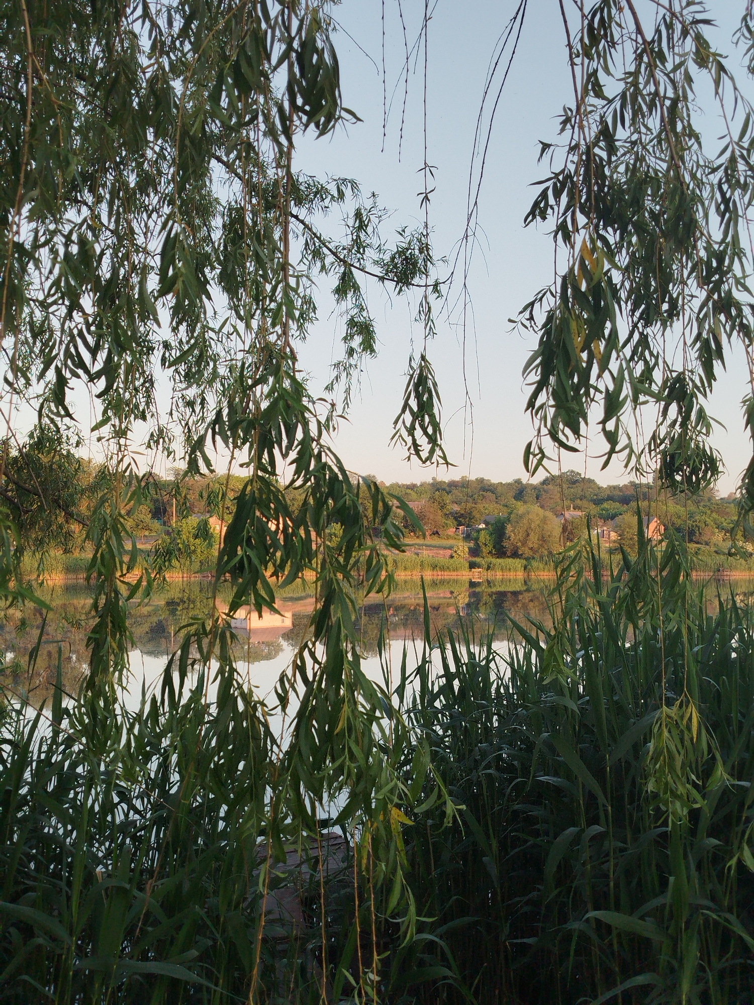 The image displays a serene natural landscape, likely a lakeside or riverside view, framed by dense foliage. In the foreground, numerous long, slender, green leaves characteristic of a weeping willow tree hang downwards, partially obscuring the upper and central parts of the frame. Below these, a thick, dark green growth of tall, blade-like reeds or grasses extends upwards from the water's edge, forming a dense barrier across the lower portion of the image.
The midground features a calm body of water, likely a lake or wide river, which exhibits clear reflections of the distant shoreline and the sky. The water's surface is smooth, creating an almost mirror-like effect.
Across the water, the background reveals a gently sloping landmass covered extensively with deciduous trees and dense green vegetation, indicating a lush environment. Several modest, light-colored buildings with darker roofs are visible amongst the trees on the distant shore, and their forms are clearly reflected in the water below. The sky above the horizon is a pale, clear blue, suggesting either an early morning or late afternoon illumination, with soft, diffused light bathing the entire scene and an absence of harsh shadows. There are no human figures or overt activities present in the frame. This tranquil waterside environment is located in the vicinity of Ustyvytsia, Ukraine.