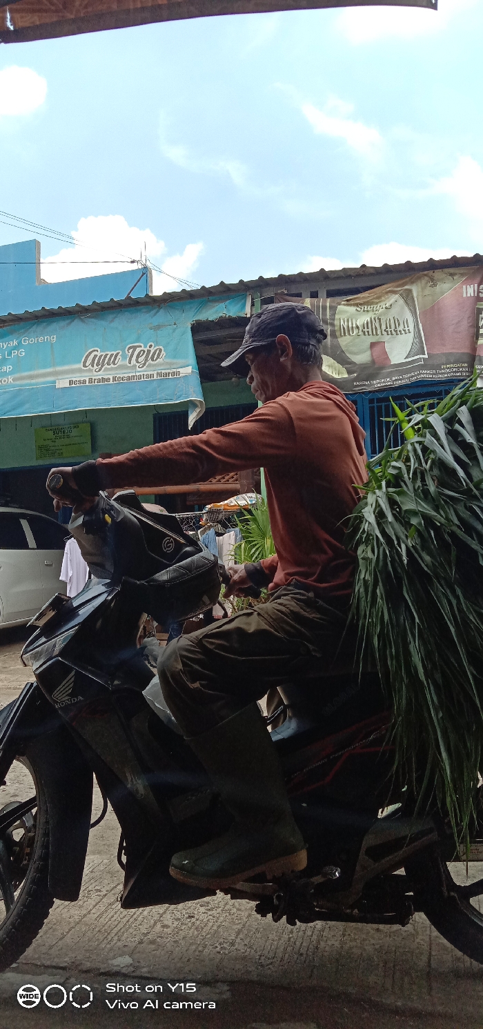 A vertical daytime shot captures an older man on a black Honda motorcycle in an outdoor setting, likely a street or alleyway in Brabe, Indonesia. The man, appearing to be of Asian descent, wears an orange long-sleeved shirt, dark pants, and dark green rubber boots, along with a dark baseball cap. He is seated on the motorcycle with his hands on the handlebars, suggesting he is either about to ride or has just stopped. A substantial bundle of freshly cut green grass or fodder is loaded onto the back of his motorcycle, indicating an agricultural or livestock-related activity.
In the background, under a bright blue sky with scattered white clouds, are buildings with corrugated roofs. A prominent blue banner affixed to a building clearly displays the text "Ayu Tejo" and "Desa Brabe Kecamatan Maron," confirming the location in Indonesia. Another visible banner includes the text "SUPPLE NUSANTARA." Other faint text elements like "nyak Goreng LPG" and "INIS" can also be seen. A white car is partially visible on the left, and a clothesline with laundry hangs in the mid-ground. The lighting indicates it is daytime, with clear shadows cast by the motorcycle. Watermarks "Shot on Y15" and "Vivo AI camera" are present at the bottom right.