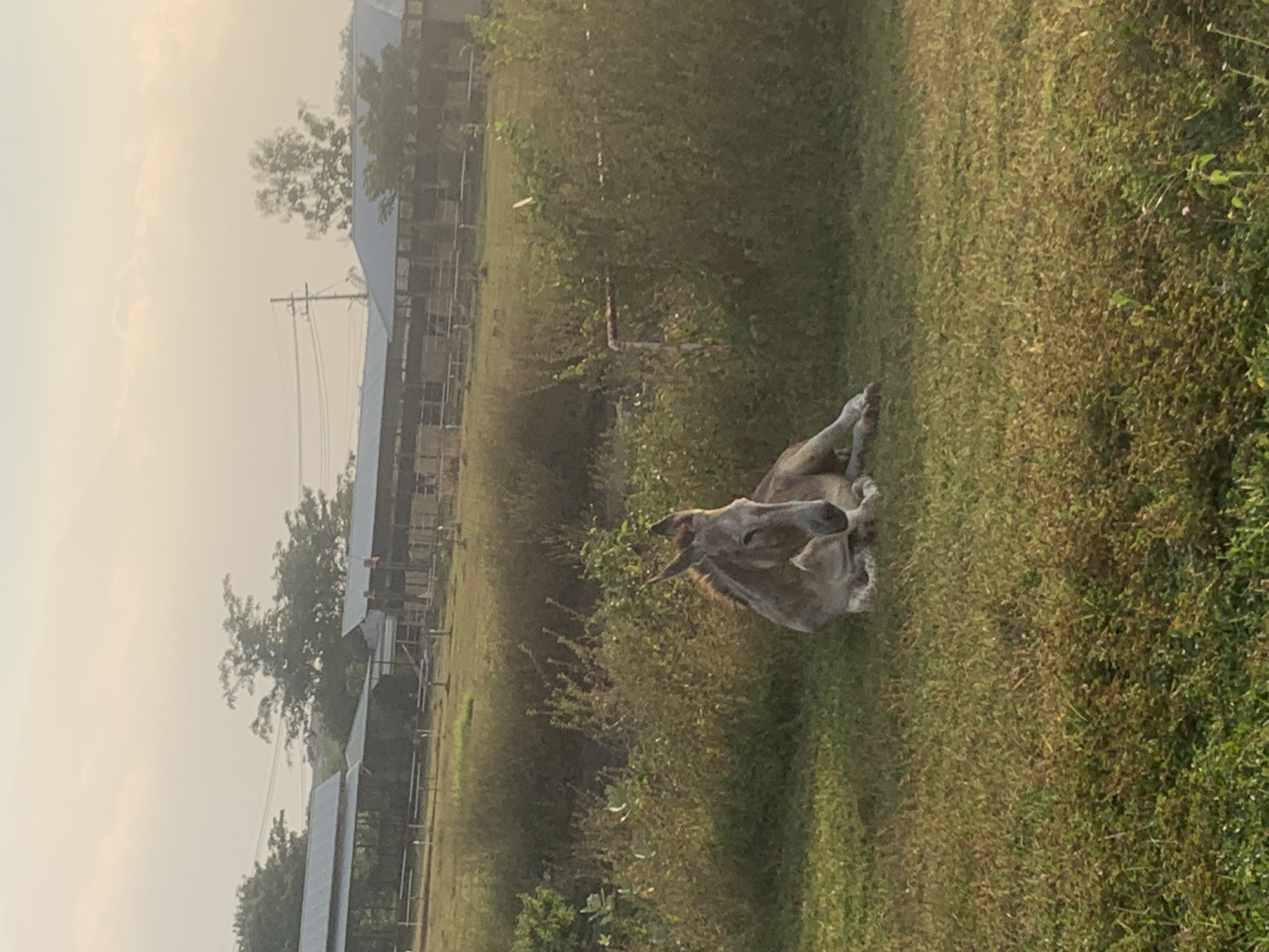 A light-colored donkey or mule is observed lying on its left side in a grassy field, its head resting on the ground and facing towards the right side of the frame. The animal exhibits a mottled grey-brown coat with lighter markings on its underside and legs. The foreground consists of natural grass mixed with drier vegetation and scattered weeds. In the mid-ground, a rusty metal pipe or pole is visible among the vegetation. The background features several long, low-profile buildings with grey corrugated metal roofs, indicative of farm structures or animal enclosures, beyond which a dense treeline and a utility pole with power lines are present. The sky is hazy and pale, suggesting diffused natural light. No human subjects are visible. This scene is located in Karas, Indonesia.