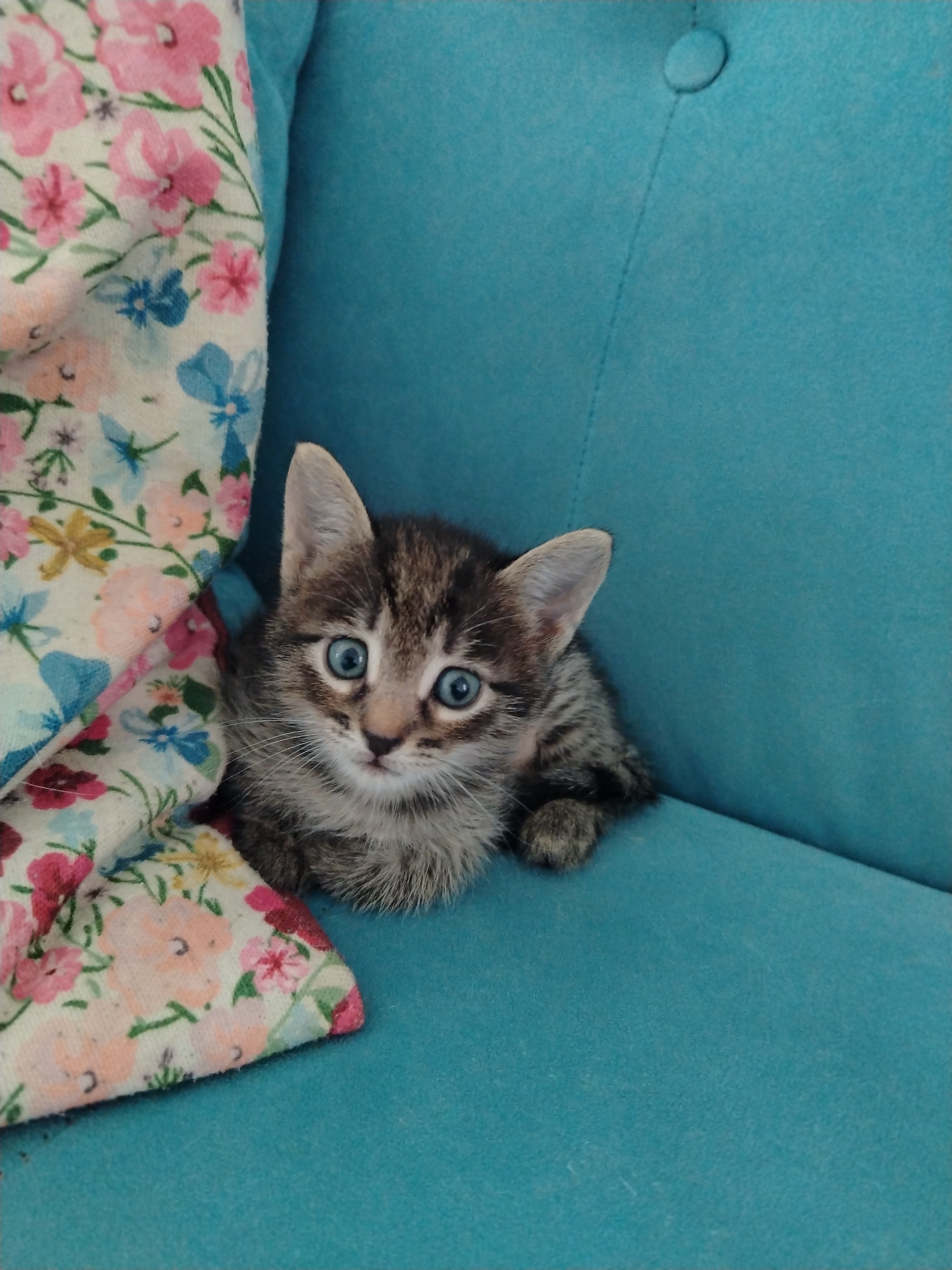 A tabby kitten with wide blue eyes is nestled on a turquoise couch next to a floral blanket. The kitten is positioned on the right side of the frame, partially obscured by the blanket on the left. The background is the textured surface of the couch, with a subtle stitched line and a button visible in the upper right corner. The scene is indoors, with soft lighting. There is no information to determine the location in Baku, Azerbaijan.