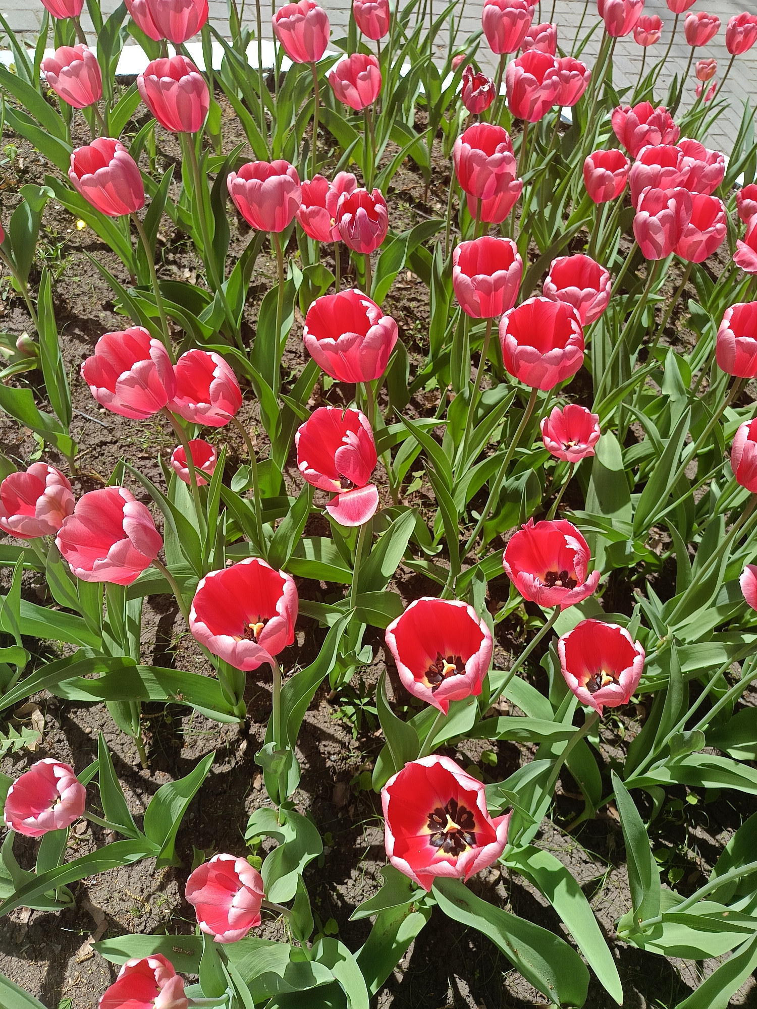 The image shows a dense bed of red and white-edged tulips in a garden setting. The tulips are mostly open, displaying dark centers. Lush green leaves surround the flower stems. The background shows soil and glimpses of a paved surface. The location is Izhevsk, Russia.