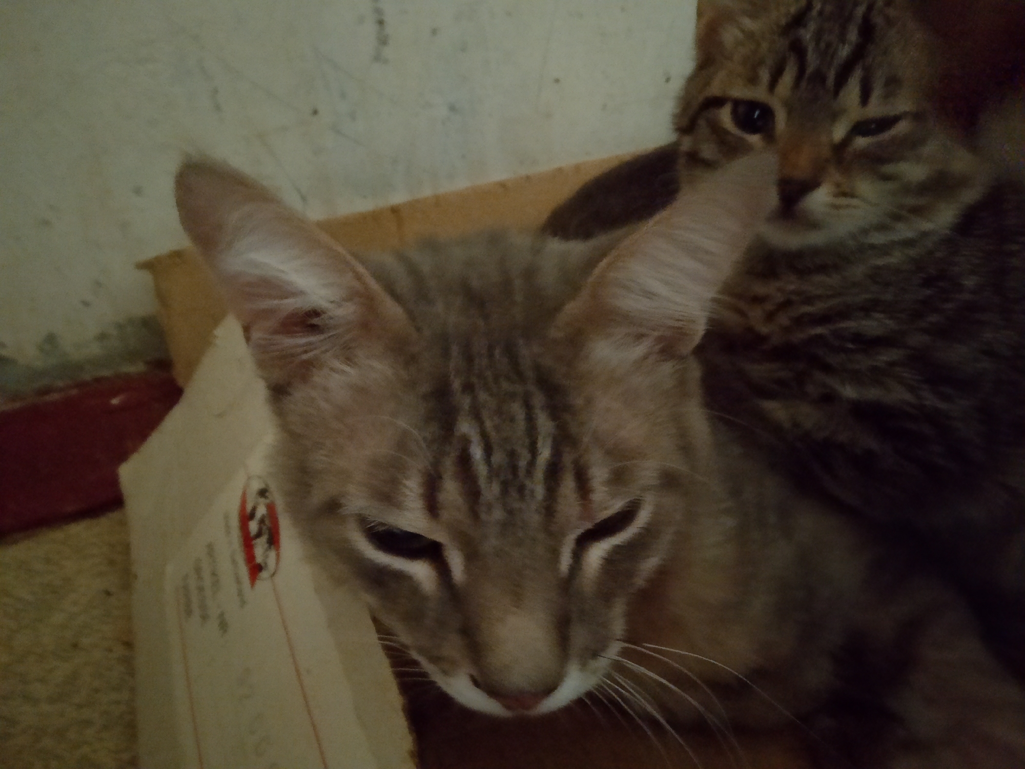 Two tabby cats are pictured in a room. The cat in the foreground is a lighter brown with dark stripes, and it is looking down with its eyes partially closed. Its head is prominent in the frame, and its whiskers are visible. Behind it, another tabby cat with darker fur is partially visible, looking towards the camera with one eye open and the other squinted. The cats are positioned on top of what appears to be a cardboard box. The background is a light-colored wall, possibly textured, with some visible lines or scratches. The lighting in the image is dim, contributing to a slightly grainy quality. The exact location within the city of Kovrov, Russia, cannot be determined from the image alone.
