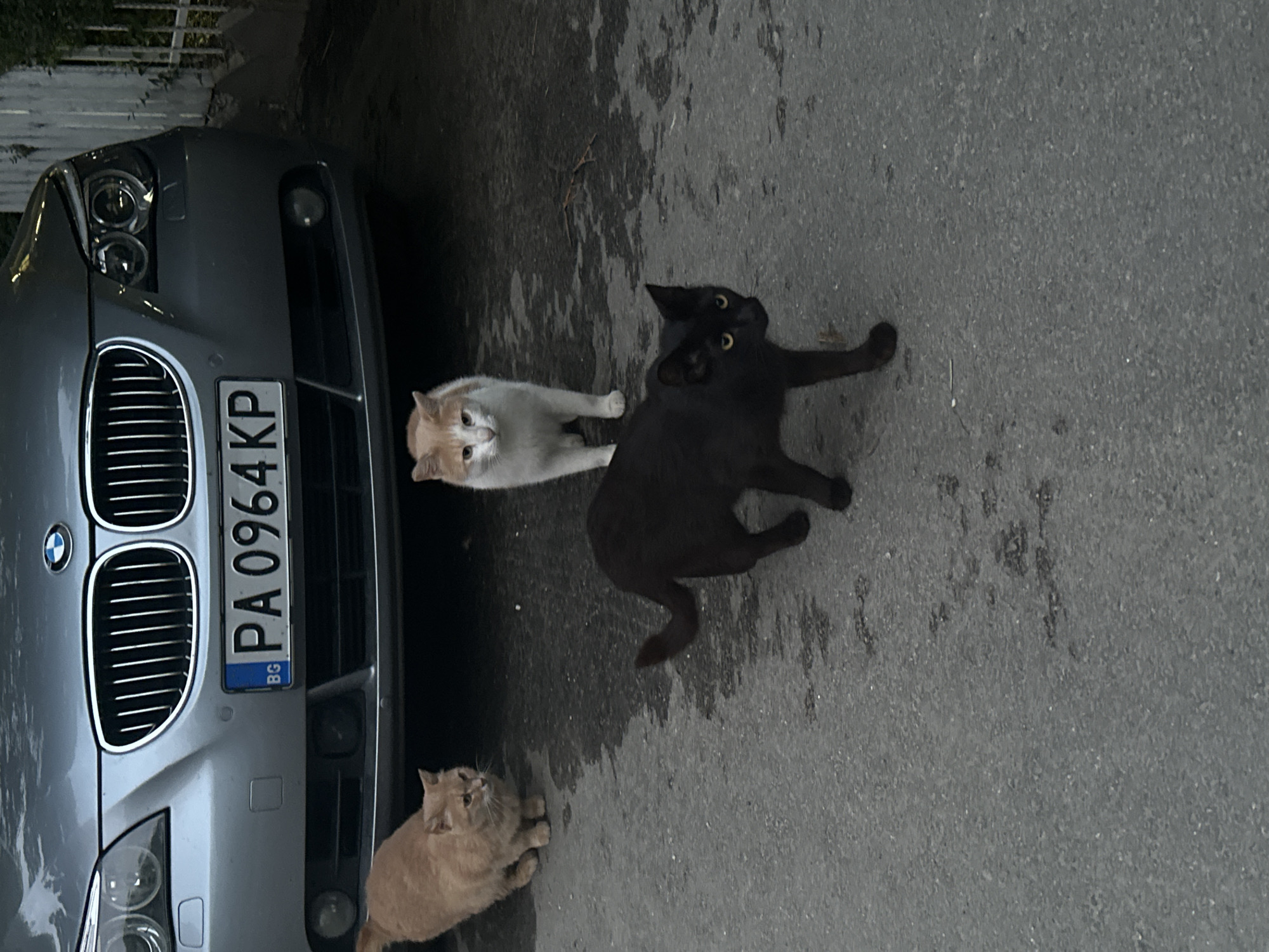A medium shot captures three domestic cats and the front of a silver BMW sedan parked on an asphalt surface. The license plate of the car reads "PA 0964 KP" and has a blue and yellow European Union identifier. A light orange cat stands to the left of the frame, facing the camera. A white and orange cat is positioned behind the BMW grille, looking forward. A black cat is in the foreground, facing right and slightly away from the camera, with its tail curved upwards. The environment appears to be an outdoor, possibly urban setting, with a white fence visible in the background to the right.