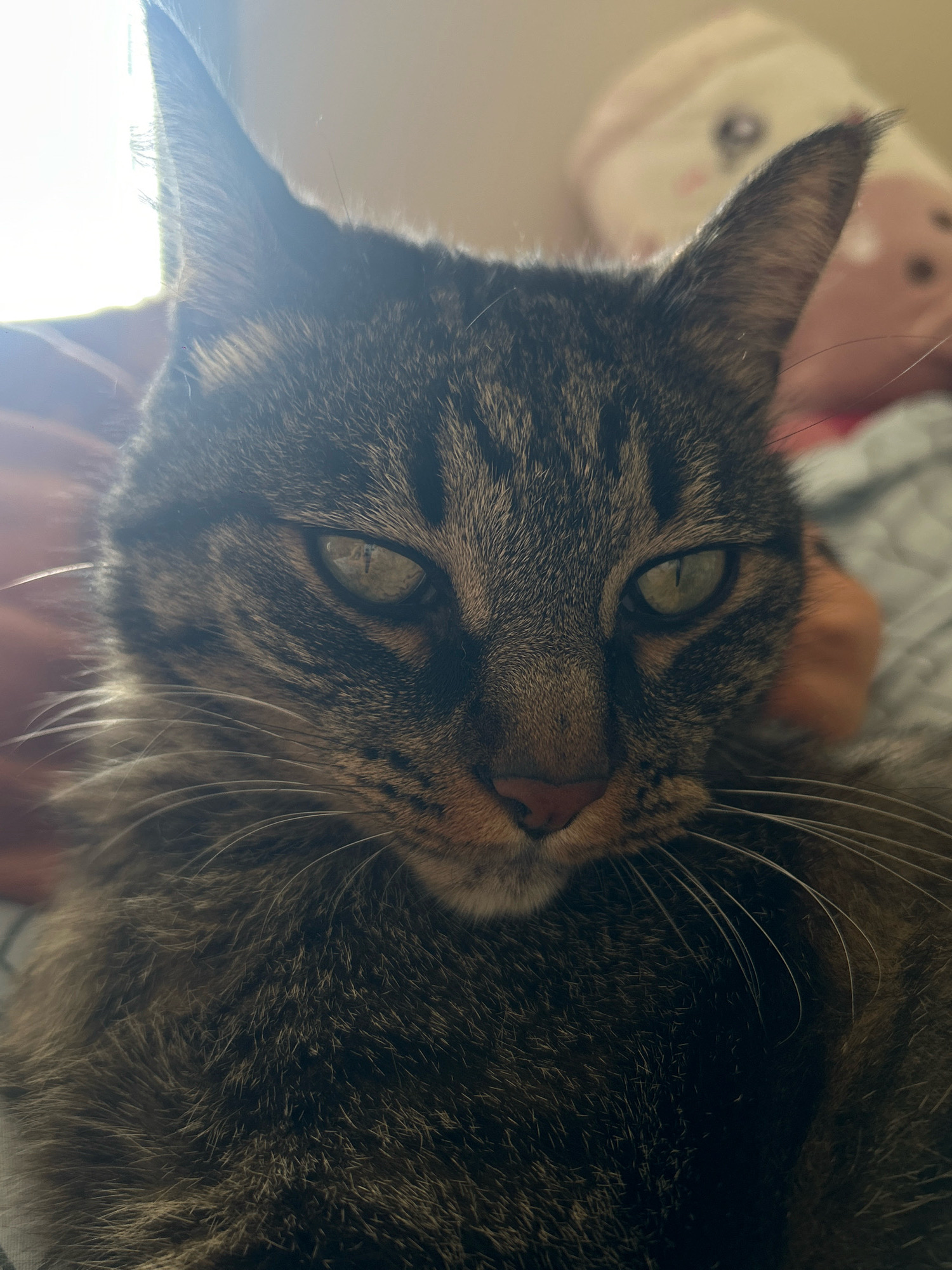 A close-up, eye-level shot of a tabby cat's face fills the frame. The cat's fur is a mix of dark brown and grey tabby stripes. Its eyes are open and appear to be a light green or yellow color. The cat's nose is pink. Long white whiskers extend from its muzzle. The cat is looking directly at the camera. The background is blurred and consists of soft, indistinct shapes in pastel colors, suggesting a domestic setting. There is a strong light source to the left of the cat, casting some glare on its fur and the background. The image does not contain any recognizable landmarks or elements that would allow for the identification of a specific location within Khyrdalan, Azerbaijan.