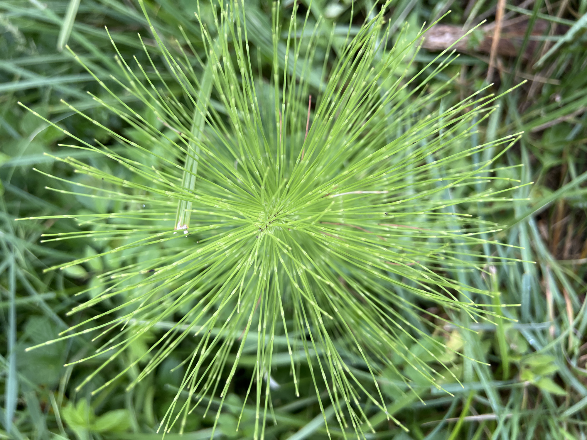 The image displays a close-up, top-down view of a bright green plant with numerous thin, needle-like stems radiating outwards from a central point. The plant appears to be growing amongst other green foliage and grass. The stems are uniformly green, with some showing very fine, segmented details. The overall impression is of a vibrant, natural, and lush environment. There is no indication of any specific urban location, nor are there any people, objects, or actions depicted. The image is purely a botanical study of this particular plant.