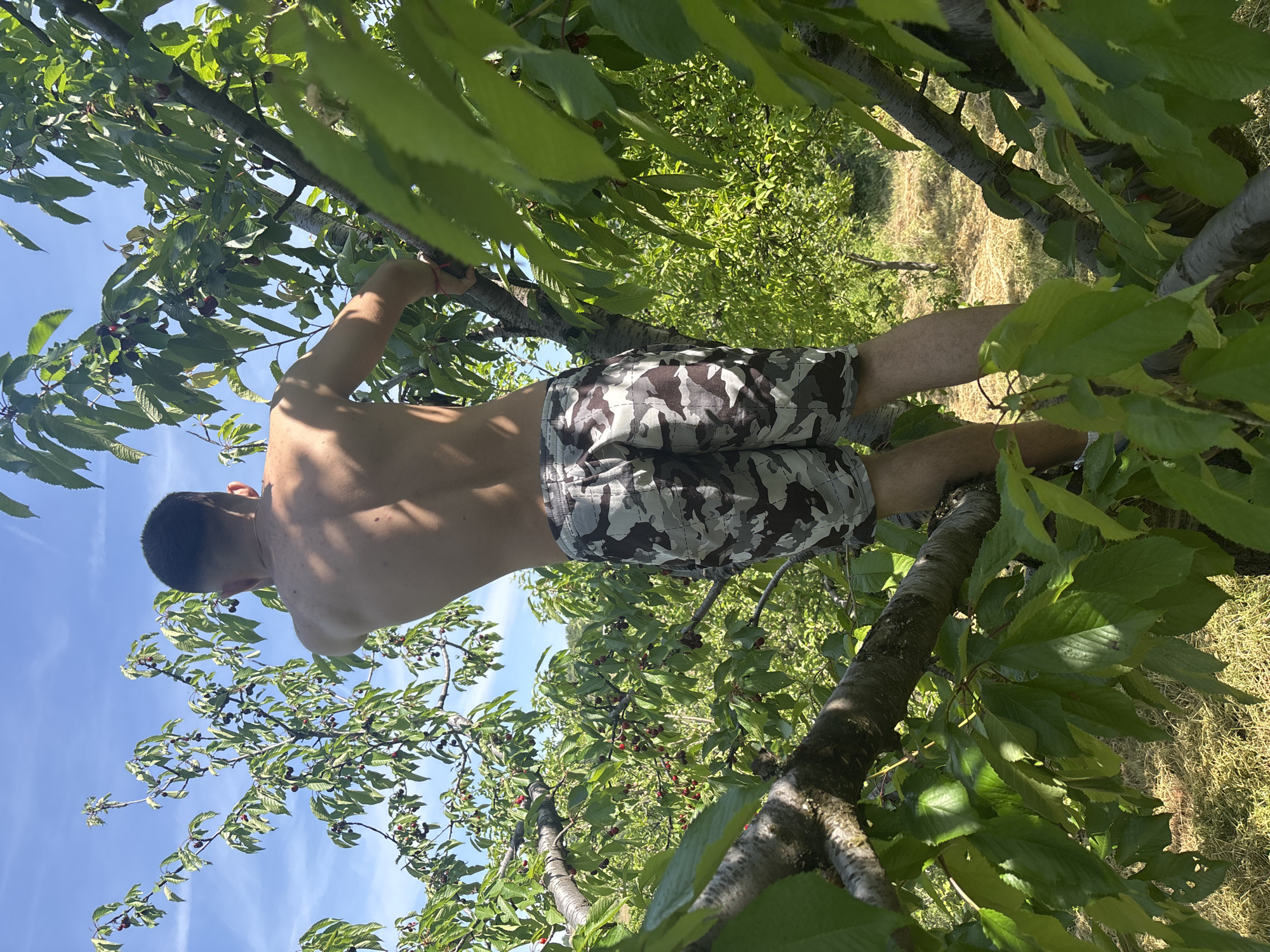 The image, taken in Delvino, Bulgaria, shows a shirtless man engaged in an outdoor activity, likely fruit picking or climbing in a cherry orchard. The photograph is rotated 90 degrees clockwise, depicting the man horizontally. He is seen from behind, wearing camouflage-patterned shorts. His arms are extended upwards, gripping a tree branch, suggesting he is either climbing or reaching for fruit. A small red band is visible on his right wrist, and a thin chain is around his neck.
The setting is a sunny outdoor environment, indicated by the bright light and clear blue sky visible through the tree canopy. The ground below appears to be covered with grass and dry vegetation. The man is surrounded by numerous green leaves and branches of what appears to be a cherry tree, given the visible clusters of dark red to black fruits resembling ripe cherries. Other trees are present in the background under the bright sky, contributing to the impression of an orchard or garden. The time of day is clearly daylight, likely mid-day, with strong sunlight casting shadows. There is no visible text in the image.
