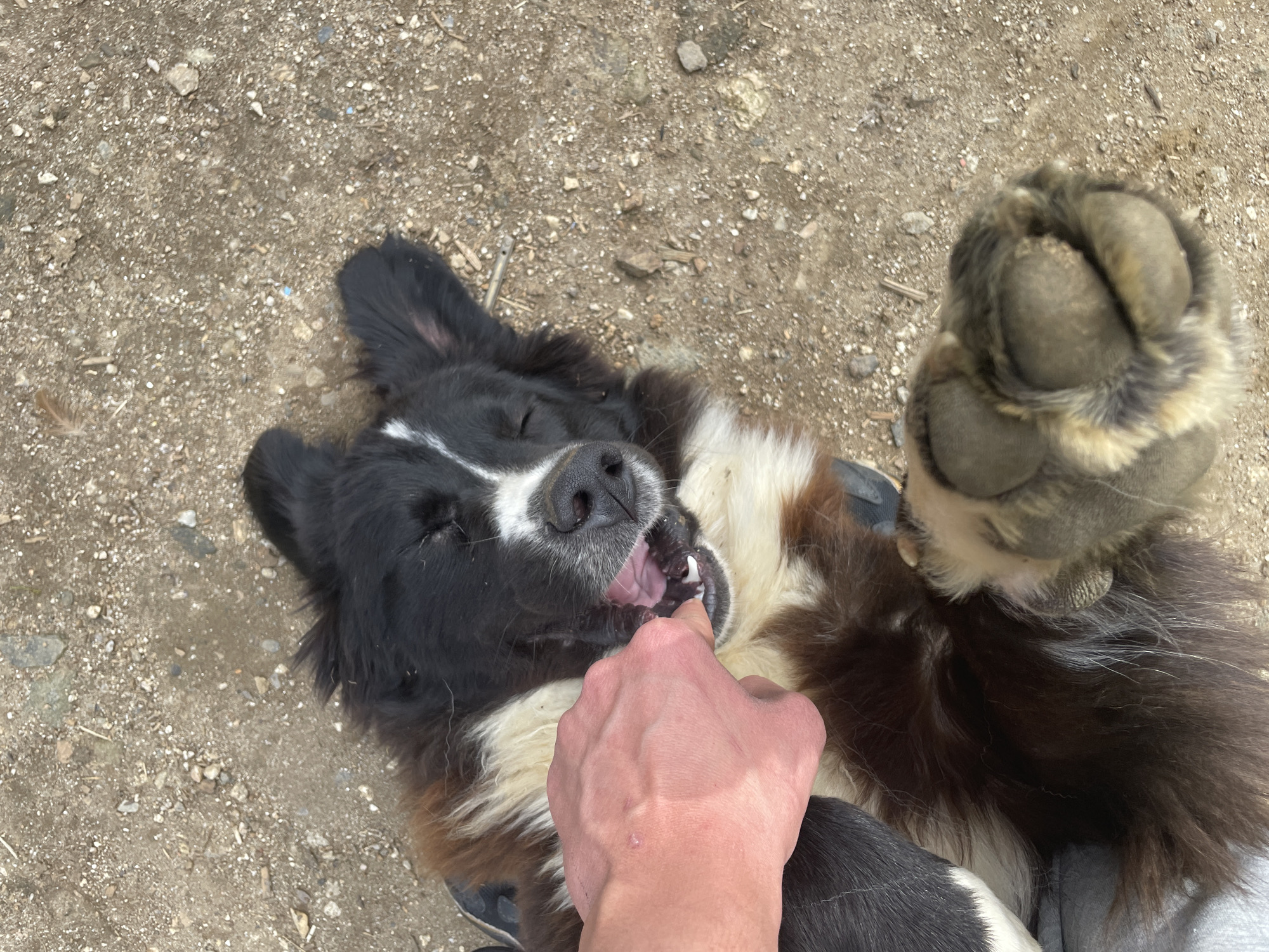 A medium-length furred dog with black, white, and brown markings is lying on its back on a gravelly surface outdoors. A human hand is partially inserted into the dog’s mouth, presumably opening it. The dog has a visible paw raised in the air. The location is near Zlatograd, Bulgaria.