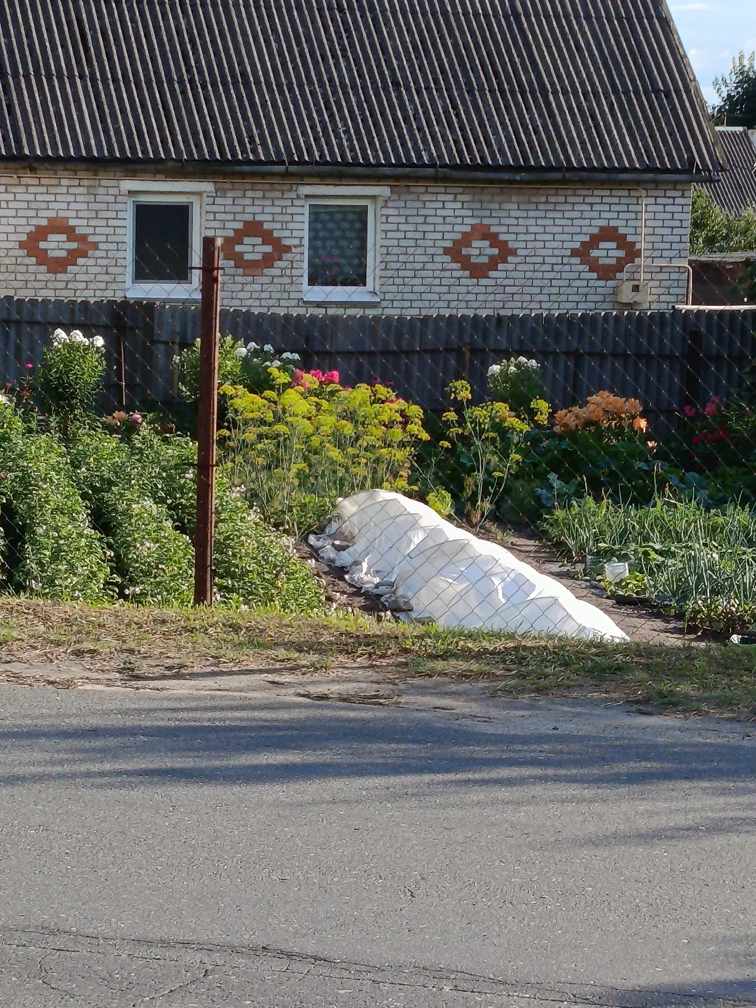 The image shows a rural scene in Смілавіцкі сельскі Савет, Belarus. In the foreground, a paved road with some cracks and shadows of trees is visible. Beyond the road, a grassy area leads to a garden enclosed by a dark fence. The garden contains various plants, including green foliage, yellow flowers, and some pink and orange blooms. A white tarp covers a mound of material in the garden. A rusted metal pole stands in front of the fence.
In the background, a light-colored brick house with a dark, corrugated roof is visible. The house has two windows with decorative brick patterns around them. The overall impression is of a sunny day, likely in the late afternoon given the shadows. The scene evokes a sense of peaceful domestic life in a countryside setting. There is no visible text in the image.