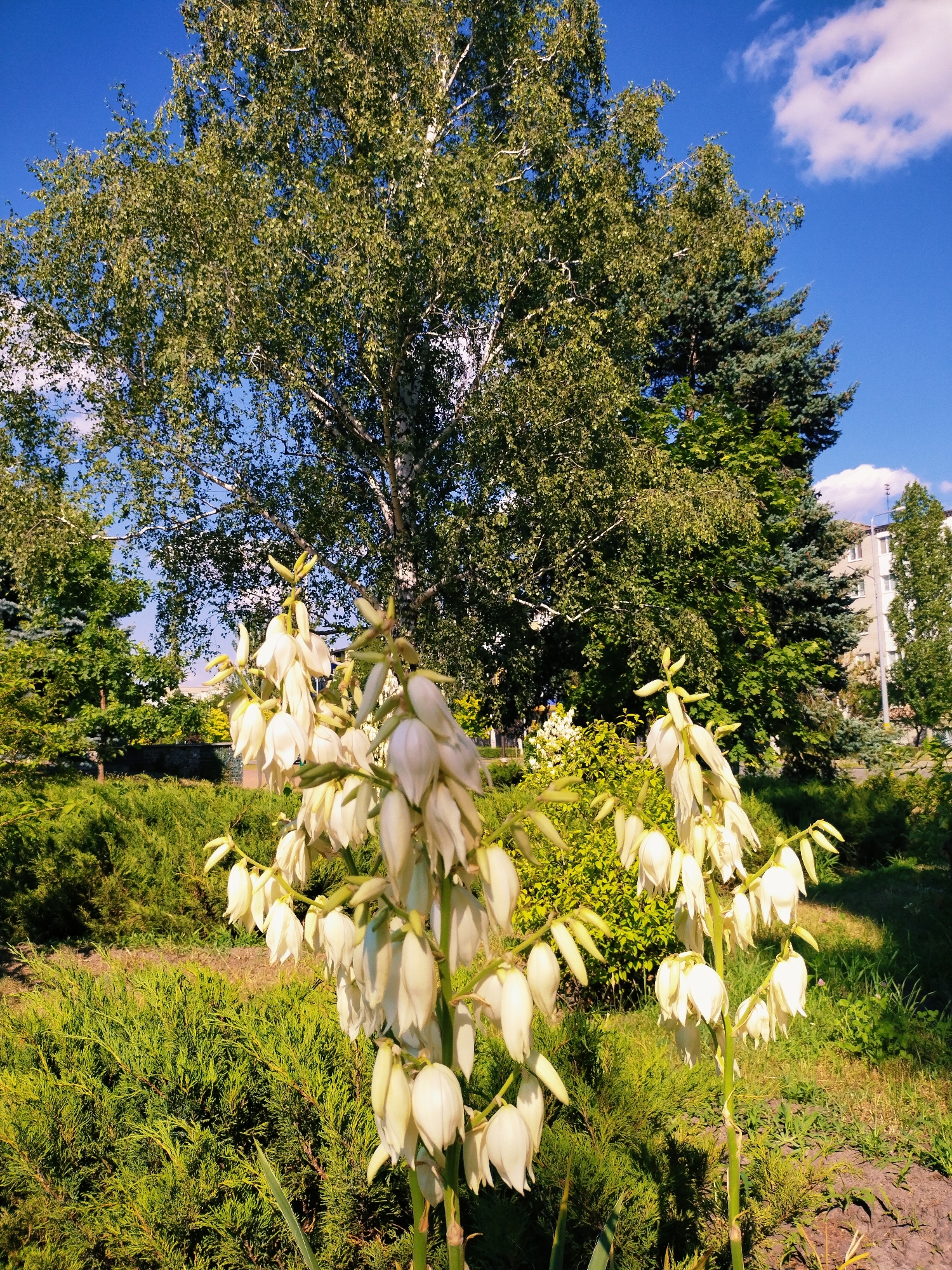 In the city of Horishni Plavni, Ukraine, a bright, sunny day is captured in an outdoor scene. The foreground is dominated by a tall, white flowering yucca plant with numerous bell-shaped blooms hanging from its stalk. The plant is set against a backdrop of lush green foliage, including dense, low-lying juniper bushes and other leafy plants.
Behind the yucca, a large birch tree stands prominently, its white bark and green leaves contributing to the vibrant natural setting. Further back, a dark green fir tree adds contrast to the lighter birch. In the distance, a multi-story building with light-colored walls and windows is visible, suggesting an urban environment encroaching on the natural elements. The sky above is a clear, bright blue with a few fluffy white clouds. The overall impression is one of a well-maintained park or garden area within the city.