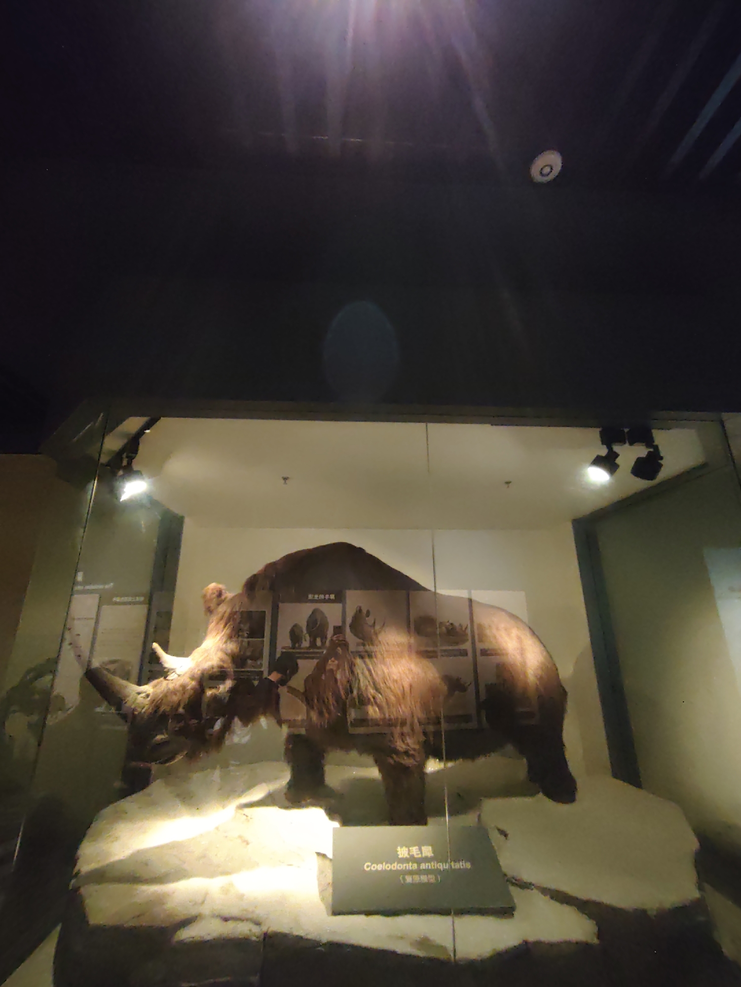 The image displays a taxidermied woolly rhinoceros specimen behind a glass enclosure in a museum exhibit. The specimen is positioned on a rocky, light-colored base. Behind the rhinoceros, there are framed informational displays with images of rhinos and text. The enclosure has spotlights illuminating the exhibit from above. The lighting casts strong highlights and shadows. The background is dark and indistinct, suggesting a museum hall. A plaque in front of the specimen reads "Coelodonta antiquitatis" and likely includes Chinese characters. The overall setting appears to be an indoor exhibition space, possibly within the Longfeng District, China, given the implied context of the request.