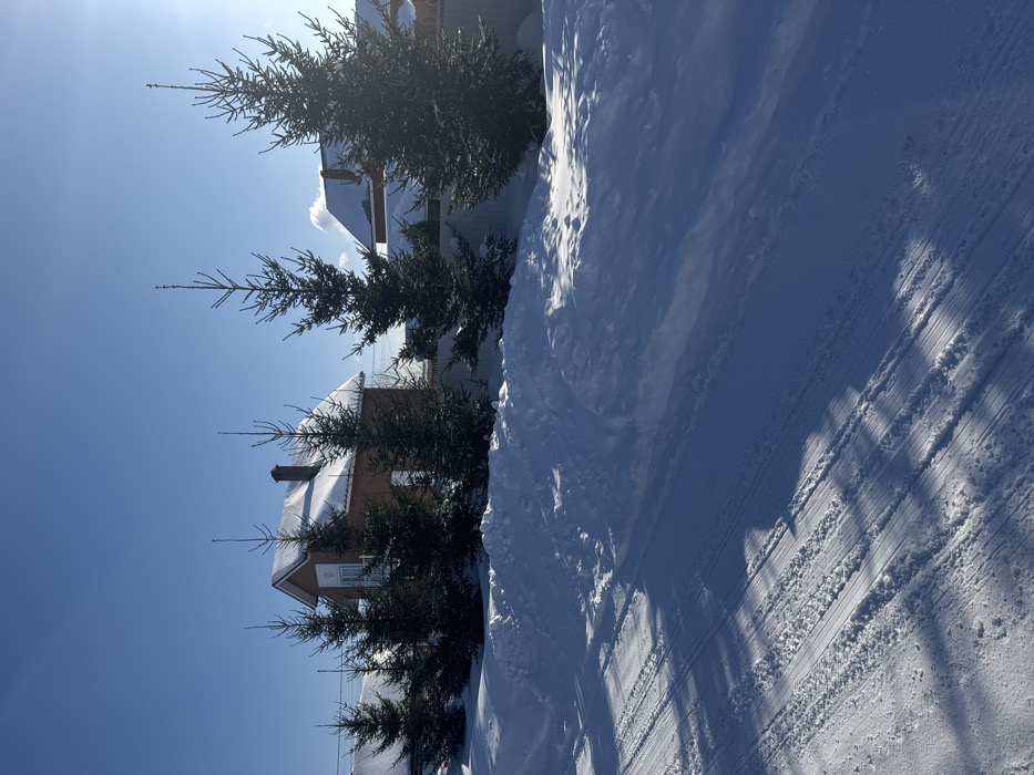 The image depicts a winter street scene in Устиново, Russia, under a clear blue sky. In the foreground, a snow-covered road exhibits multiple sets of tire tracks. To the right of the road, a substantial snowdrift forms a bank. Beyond this snowbank, a row of approximately seven coniferous evergreen trees, possibly spruces, lines the perimeter of a property. Two residential buildings are visible in the background: a brick house with a dark chimney and a snow-covered gabled roof is partially obscured by trees on the left, and a second house with a snow-covered roof is partially visible further right. Sunlight casts distinct shadows across the snow-covered road and snowdrifts. No individuals are present.
