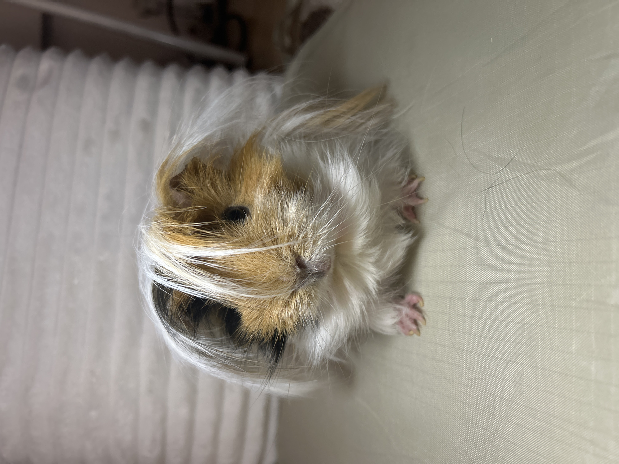 A close-up, indoor shot presents a guinea pig resting on a textured, light-colored surface resembling a cushion or blanket. The guinea pig has a mix of brown, white, and black fur, with long, flowing white hairs covering part of its face. The guinea pig's paws are visible, with pinkish skin and small claws. In the background, there's a ribbed, white surface, possibly another part of the cushion or a nearby object. Loose hairs are scattered on the surface around the guinea pig.