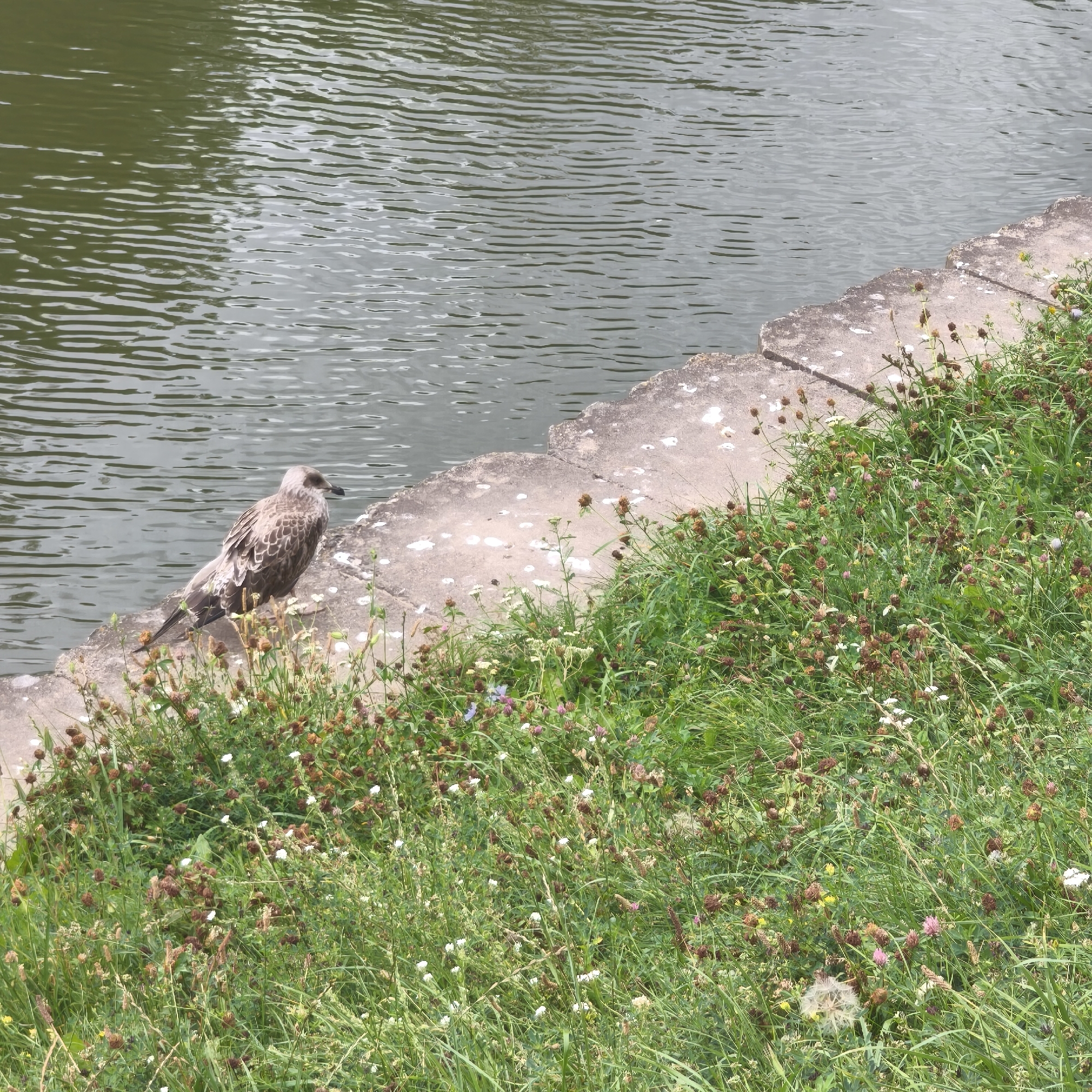 The image depicts a bird perched on a concrete edge next to a body of water. The bird is facing right and has light brown and white plumage. The concrete edge is rough and uneven, with some patches of white discoloration. Behind the bird and to the right is a grassy area filled with various wildflowers and green foliage. The body of water is a murky green color with ripples on its surface, suggesting movement. The scene appears to be outdoors, possibly in a park or natural area. There is no indication of the specific location within Minsk, Belarus.