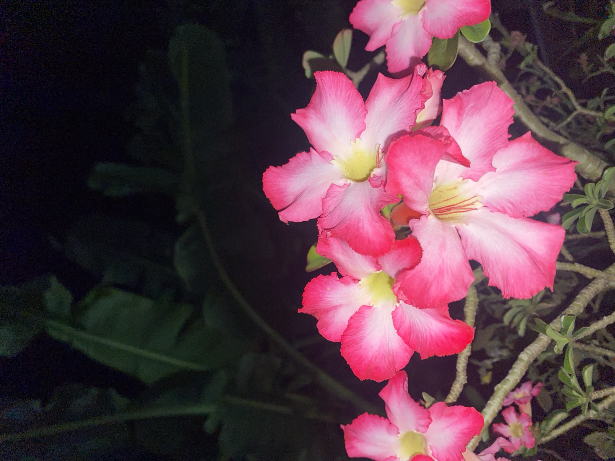 A close-up image shows several pink and white Adenium obesum flowers, commonly known as Desert Roses, in bloom. The flowers are the primary subject, with the petals exhibiting a gradient of pink edges blending into a white center. A yellow hue is visible in the flower's core. The branches and small green leaves of the plant are also visible. A dark, blurred background suggests a night scene. Based on the prompt, the location is Lhokseumawe, Indonesia.