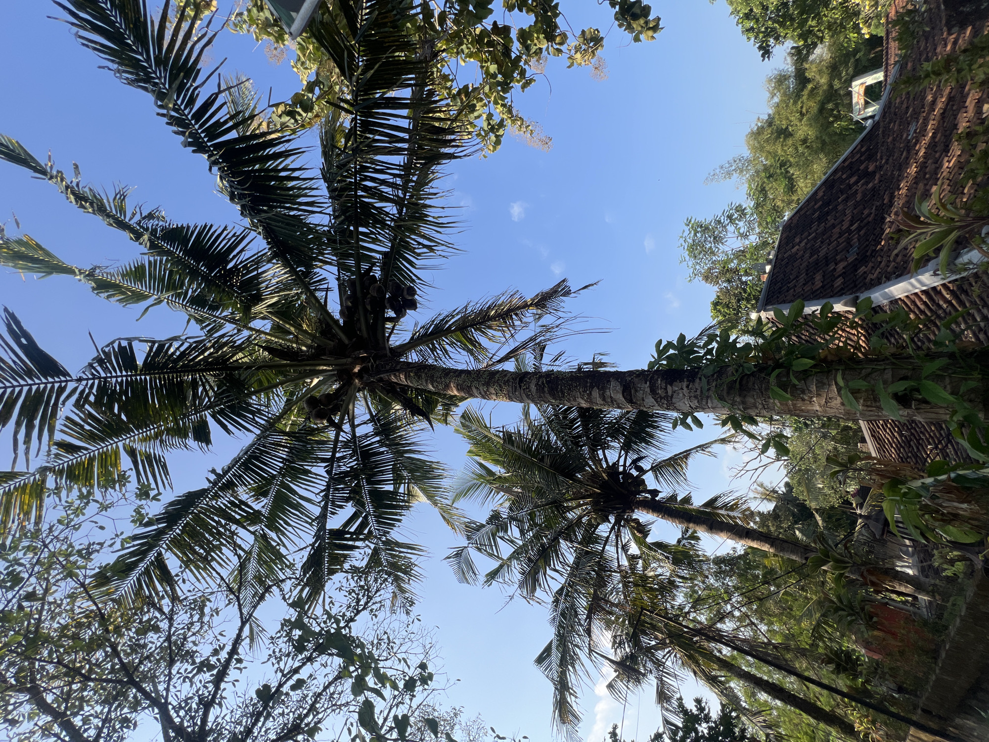 In Tlogoadi, Indonesia, on a clear day with a bright blue sky, a collection of coconut trees dominate the scene, their fronds reaching upwards. Several of the trees bear clusters of coconuts. In the foreground, the tiled roof of a building is visible, nestled amongst lush green foliage. The environment appears to be a residential area or a garden, with a naturalistic setting. The perspective is from a low angle, looking up towards the sky and the tops of the trees.