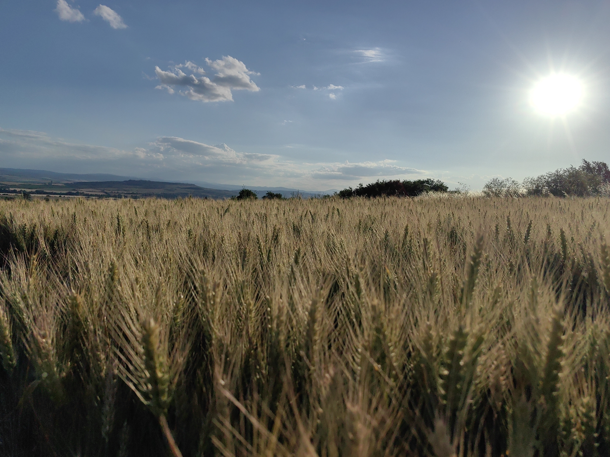 The image depicts a close-up view of a wheat field in Petarch, Bulgaria, under a bright, sunny sky. The foreground is dominated by rows of ripe wheat stalks, their heads golden and fuzzy, suggesting a harvest season. The sun is prominently visible in the upper right quadrant of the sky, casting a strong glare and lens flare. In the background, a distant landscape of rolling hills and vegetation can be observed, with a line of trees forming a darker silhouette against the horizon. The sky is a clear blue, with a few scattered white clouds. The overall scene conveys a sense of rural tranquility and the natural beauty of the Bulgarian countryside. There are no people or animals visible in the image.