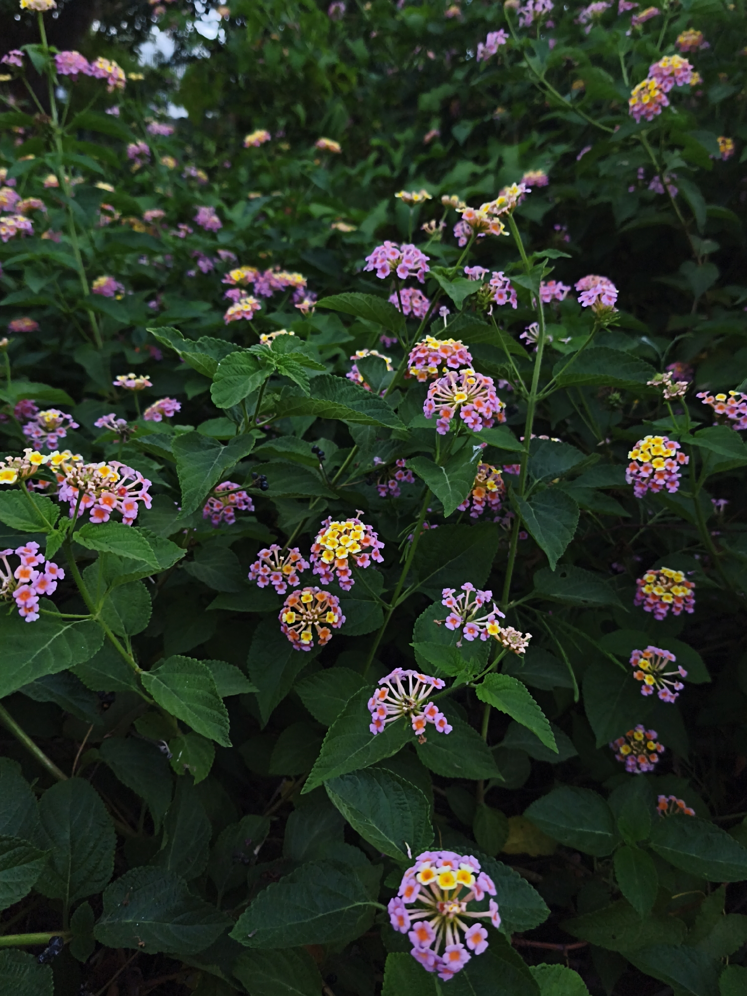 This is a close-up, eye-level, full outdoor shot of a dense cluster of Lantana flowers, predominantly in shades of pink, yellow, and orange, against a backdrop of dark green foliage. The flowers are small and grow in rounded clusters, with many individual blooms opening outward. The leaves are a rich, deep green, some broad and textured, others more pointed. The lighting appears to be natural, possibly late afternoon or overcast, creating deep shadows within the foliage. There are no people or animals visible in the frame. The scene is likely a garden or naturalized area within Bac Nha Trang Ward, Vietnam, given the context provided.