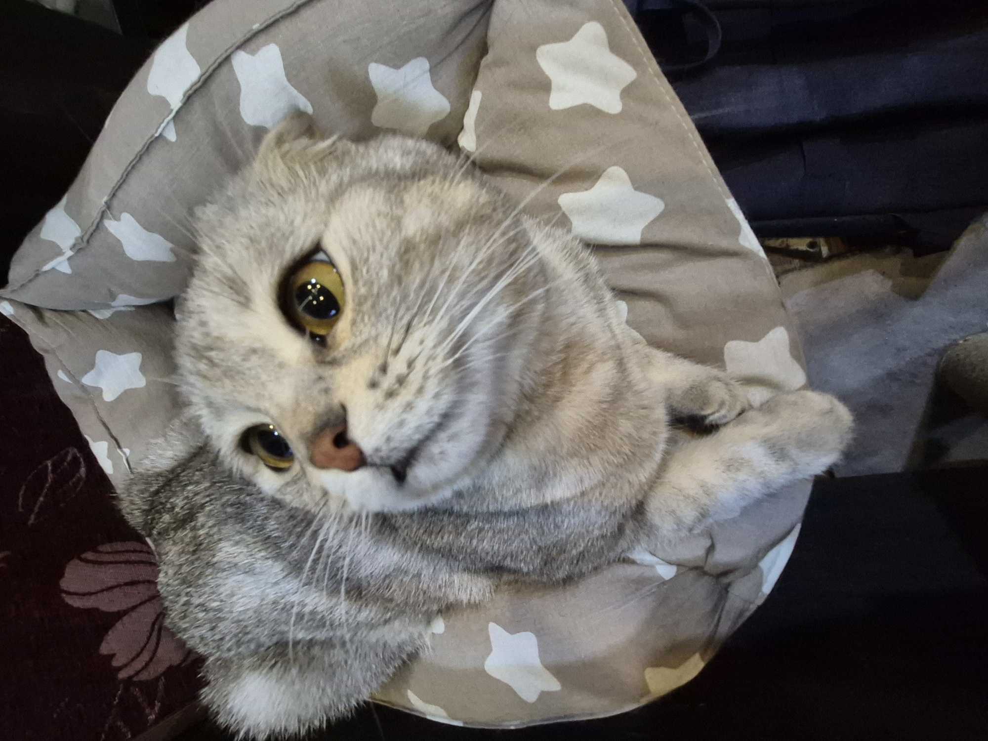 A silver tabby Scottish Fold cat with golden eyes rests in a gray and white star-patterned cat bed. The cat's head is tilted, and it is looking directly at the camera. The cat is inside a residence in Chaikovsky, Russia.