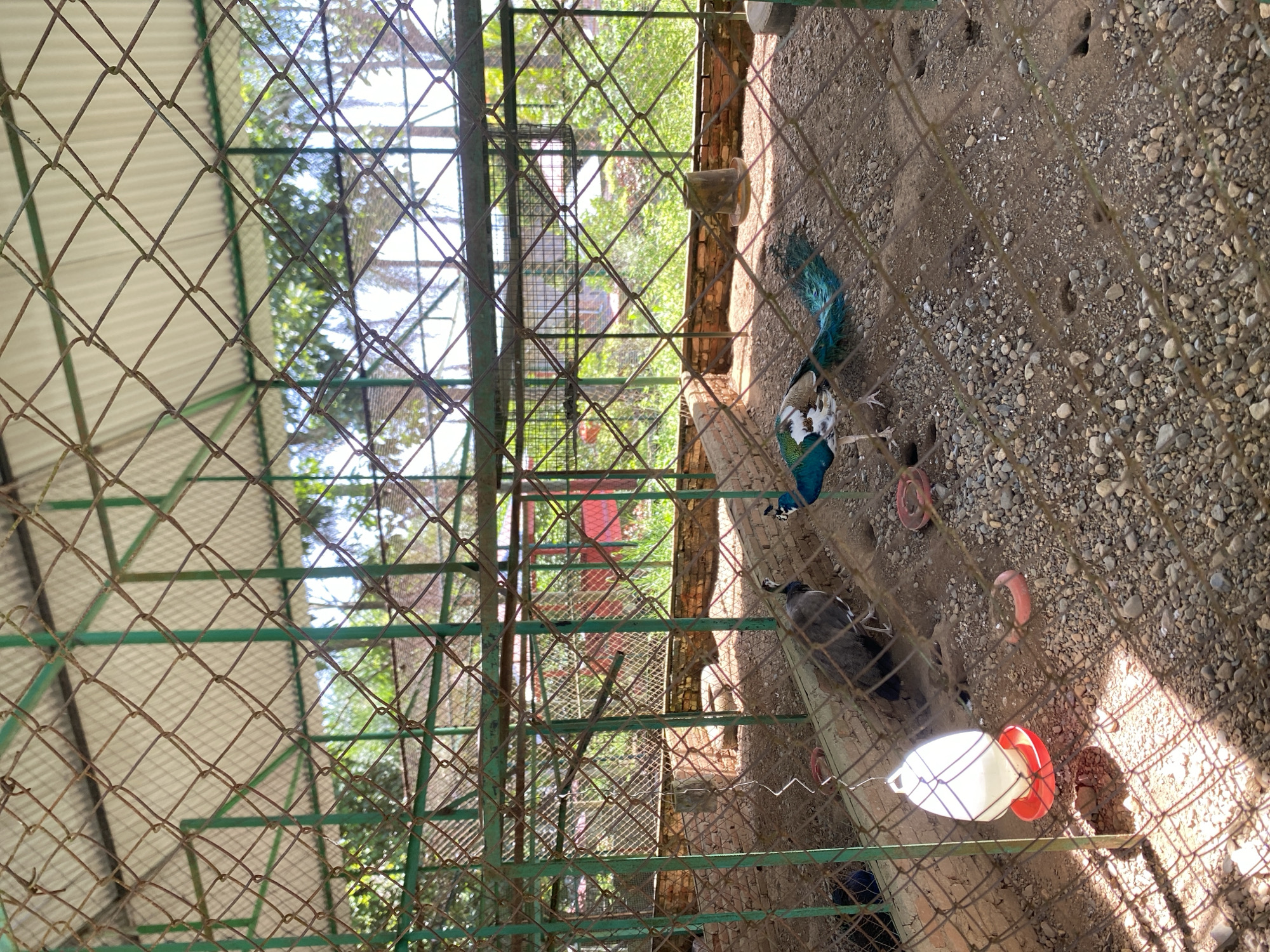 The image shows the interior of a bird enclosure, likely located in a zoo or aviary. The enclosure is constructed of metal mesh fencing with a green frame. The ground inside is covered in small rocks and dirt. There are at least three peacocks visible inside the enclosure, a water dispenser, and some scattered food dishes. The location is in Unknown, Indonesia.
