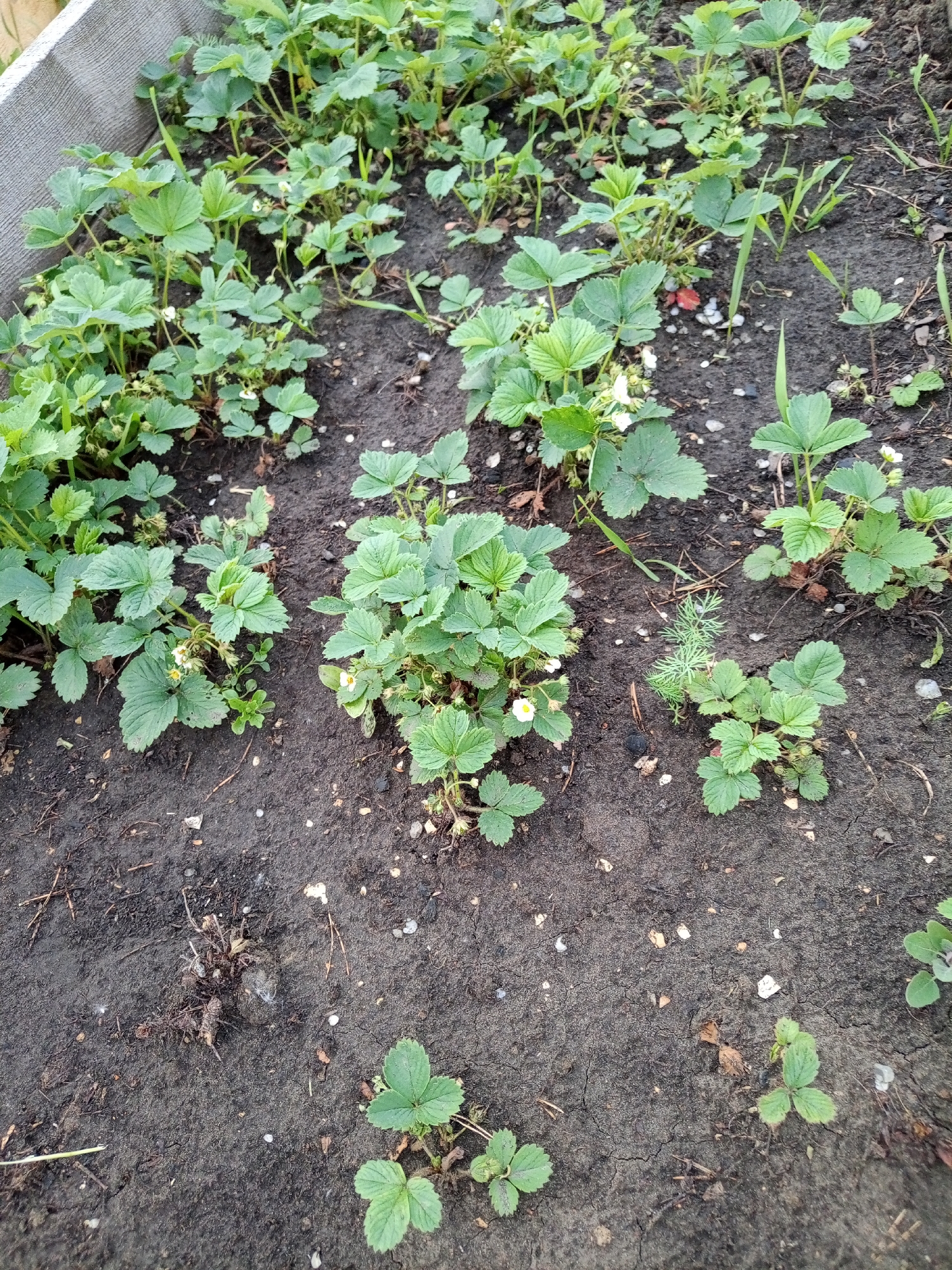 The image depicts a close-up view of a raised garden bed filled with numerous strawberry plants. The plants are primarily characterized by their vibrant green, serrated leaves and a scattering of small white flowers, indicating they are in bloom. The soil appears dark and moist, with some visible debris, including small stones and dried plant matter. The overall impression is one of a thriving garden, likely in a rural or suburban setting given the absence of urban structures. The image does not contain any individuals or any action taking place. It is a static scene of vegetation in soil.