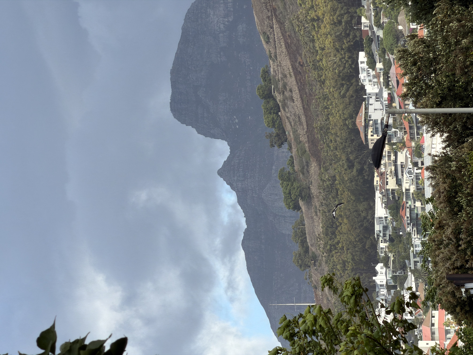 The image depicts a landscape in Cape Town, South Africa, featuring Lion's Head mountain prominently on the left side, partially obscured by overcast skies. To the right, a hillside covered with vegetation leads down to a dense residential area with white buildings and occasional red roofs. A bird is in flight between the hillside and the houses. In the foreground, foliage from trees and shrubs frames the view, and a portion of a street light pole is visible. The scene suggests a view from a slightly elevated position looking toward the mountain and the city.