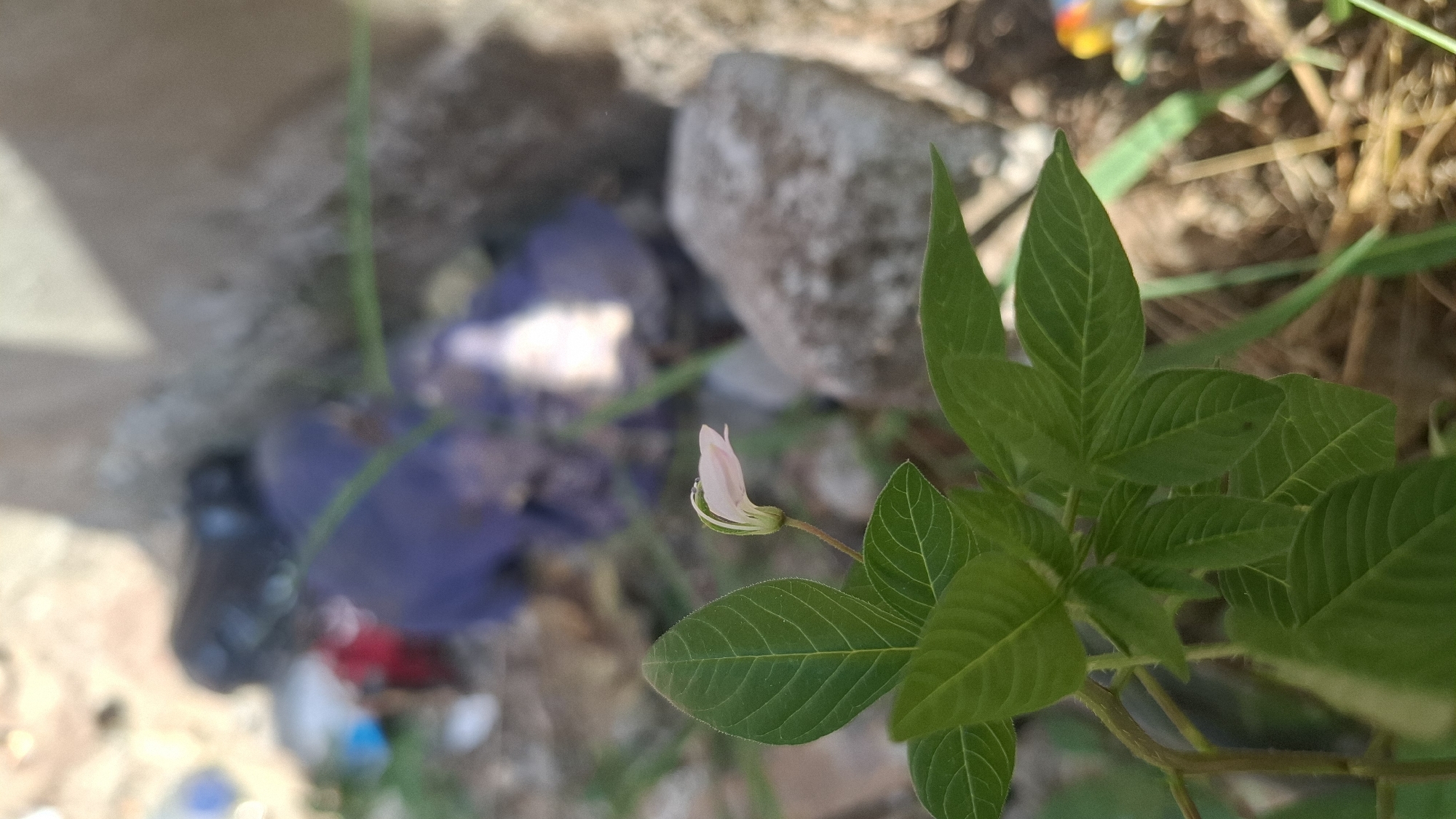 A close-up, vertical shot focuses on a small, pale pink flower with green sepals and a slender stem, emerging from vibrant green leaves. The flower is partially unfurled, revealing delicate petals. The background is blurred and consists of natural elements like rocks and dry grass, interspersed with what appears to be discarded human-made materials, including a blue plastic bag and possibly other colorful debris. The lighting suggests an outdoor environment, likely during daylight. The scene's composition and elements imply an urban or semi-urban setting where nature is present alongside evidence of human activity and waste.