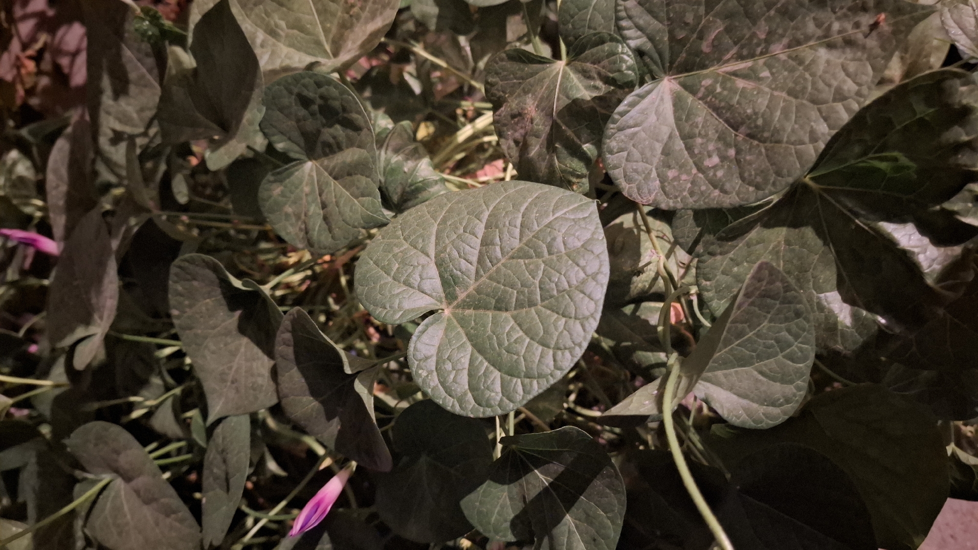 This is a close-up, eye-level photograph of a cluster of dark green leaves with visible veins, some heart-shaped, against a dark, out-of-focus background. Two pink flower buds are partially visible in the upper left and upper right of the frame. The lighting appears to be artificial and low, casting shadows on the leaves. The scene is likely outdoors, possibly in a garden or natural area. There are no people or animals present. The specific location in Шұбарсу, Kazakhstan is not discernible from the image itself.