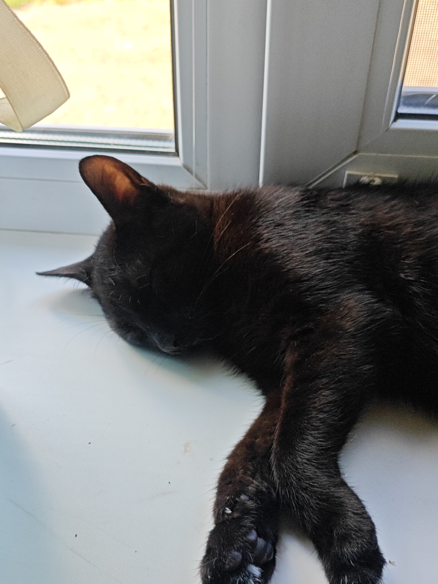 A black cat is sleeping on a white windowsill. The cat's head is resting on its paws, and its eyes are closed. The cat's fur is dark and sleek. The windowsill is clean and free of debris. Outside the window, there is a blurred background of greenery. The scene is calm and peaceful, suggesting the cat is comfortable and content.