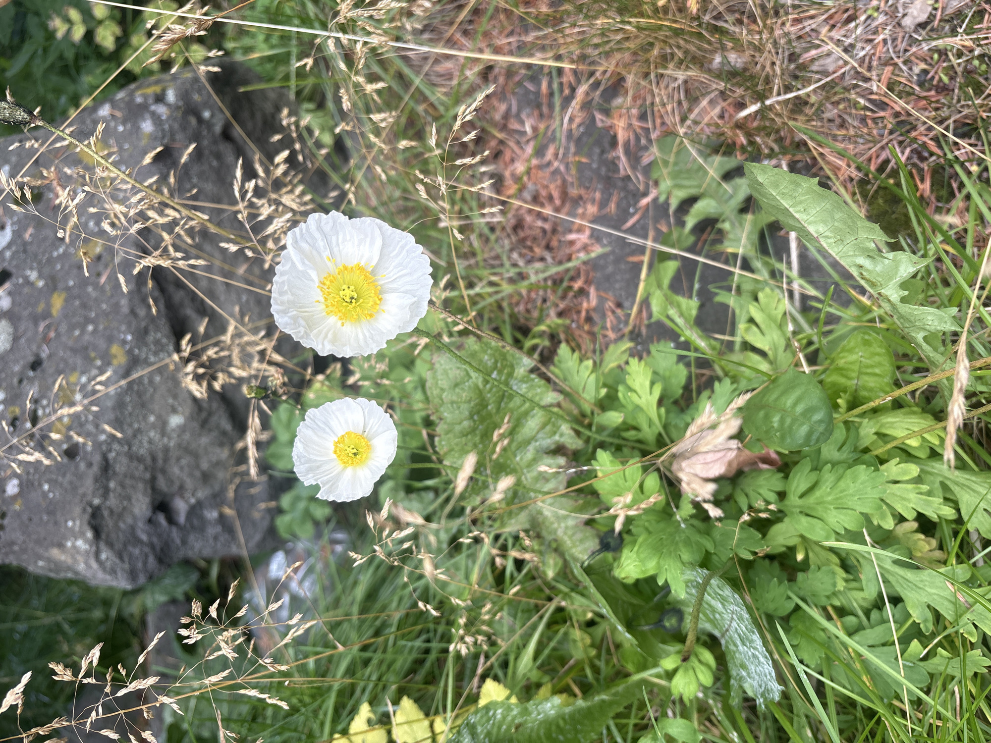 The image shows two white poppies with yellow centers, nestled amongst green foliage and dry grass. In the background, a large, rough grey rock is visible. The scene appears to be outdoors, possibly in a natural or semi-natural setting within Reykjavik, Iceland. The lighting suggests it is daytime. There are no people or animals present in the frame. The focus is on the flowers and their immediate surroundings, with a shallow depth of field blurring the background. The overall impression is one of a close-up shot of delicate flowers in a somewhat wild environment.