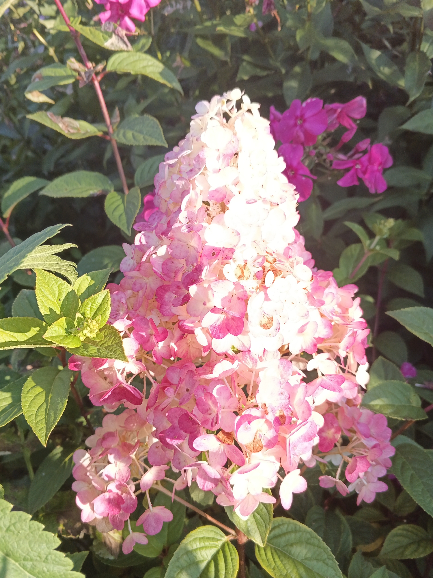 The image shows a close-up of a blooming hydrangea paniculata flower. The large conical inflorescence is a gradient of white and pink petals, with some flowers at the top appearing almost pure white, while those lower down transition to a vibrant pink. The flowers are illuminated by sunlight, creating bright highlights and soft shadows, giving the blooms a luminous quality. Surrounding the hydrangea are lush green leaves, some of which are partially visible in the foreground and background. In the upper right portion of the frame, a cluster of bright pink phlox flowers can be seen, adding a contrasting splash of color. The overall setting appears to be a garden or natural outdoor space. The image was captured in Medvedyovka, Russia, suggesting a domestic or cultivated environment within that locale. There are no people or animals visible in the frame. The focus is entirely on the floral display.