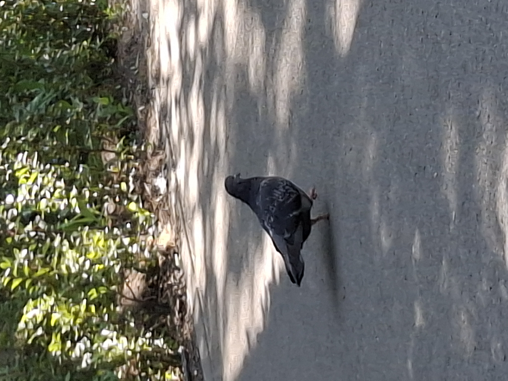 A pigeon walks on a paved pathway. The pigeon is dark gray with lighter gray and black markings on its wings. It is facing to the left of the frame. The pathway is gray and has shadows cast on it from trees, suggesting it is outdoors. In the background, there is dense green foliage. The image appears to be taken in Almaty, Kazakhstan, likely in a park or a tree-lined street.