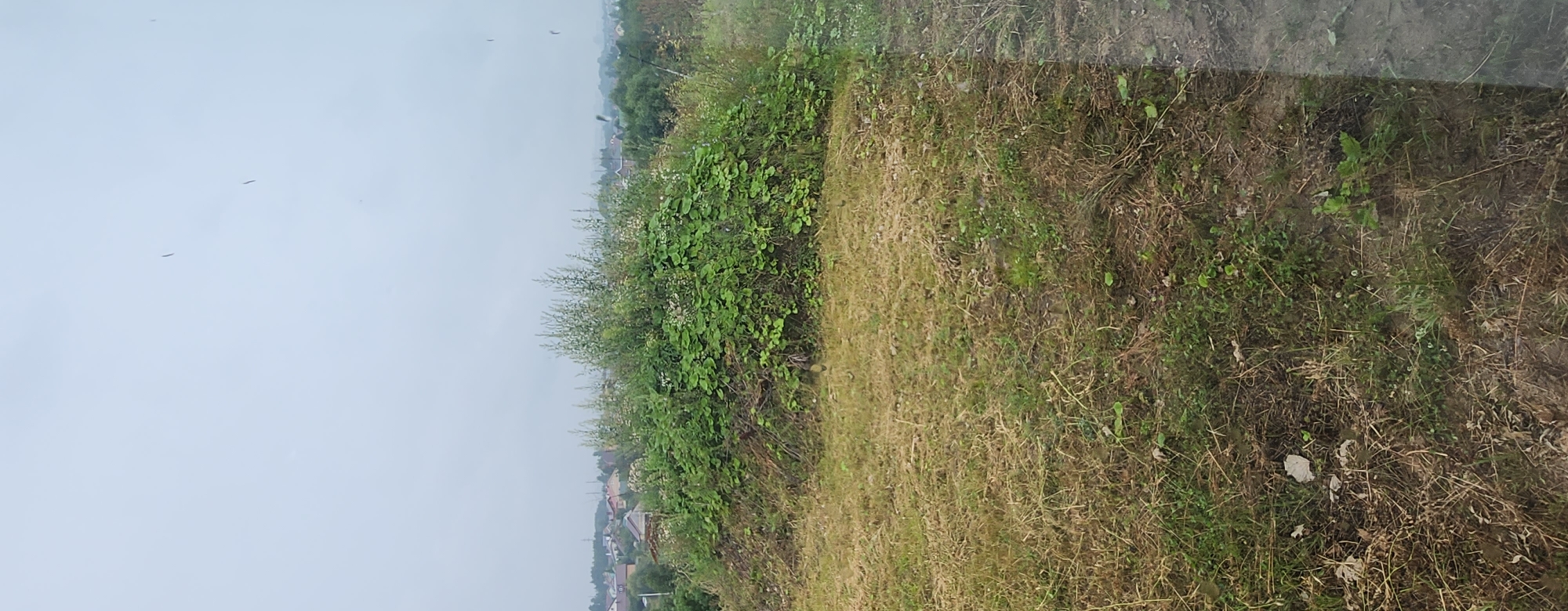 The image shows an overgrown mound of green vegetation and grass, likely in an undeveloped or rural area. In the background, there are houses and trees, suggesting a residential area on the outskirts of a city. The sky is overcast and light grey. The foreground consists of dry, mown grass and patches of bare earth with some small green shoots. There are no people or animals visible in the image. The overall impression is one of neglect or a work in progress.