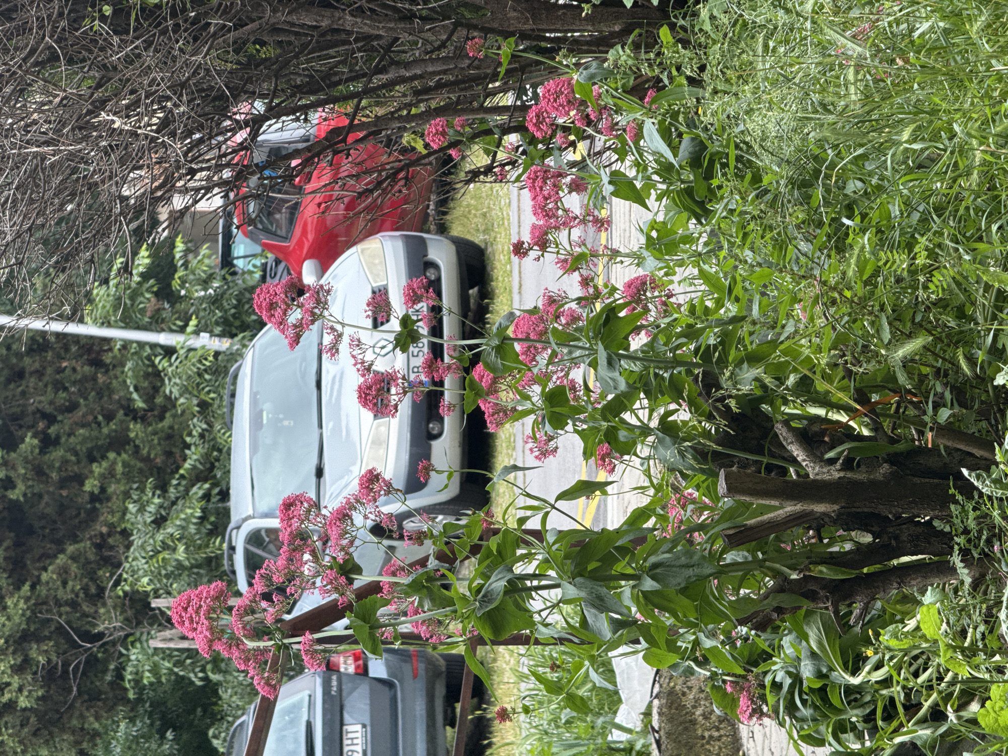 The image presents a daylight scene in Varna, Bulgaria, featuring several parked cars partially obscured by lush green vegetation and flowering plants. The lighting suggests an overcast or cloudy day, as shadows are soft and diffused.
In the immediate foreground, a dense array of green foliage and branches dominates the view. Prominently featured are plants with numerous clusters of small, vibrant pink flowers, likely Red Valerian (Centranthus ruber), alongside various green leaves and grasses. Bare, intertwining tree branches are also visible, forming a natural screen.
Behind this greenery, a paved area with yellow road markings serves as a parking space for several vehicles. A silver or light gray minivan or SUV, possibly a Dacia Lodgy, is clearly visible, showing its front. Part of its license plate, "B 58... HK", is discernable. To its left and slightly behind, a darker gray or black hatchback is parked, revealing its rear. The model name "FABIA" is visible on its trunk, indicating it is a Skoda Fabia, and a portion of its license plate, "...9 HT", can be seen. Further back and to the left, a red compact car is largely obscured by the foreground plants and other vehicles, with only its upper body and roof visible through the branches.
In the background, beyond the cars and road, more dense green trees and foliage suggest a wooded area or urban park. The scene is static, depicting parked cars amidst natural vegetation without any specific activity or events taking place.