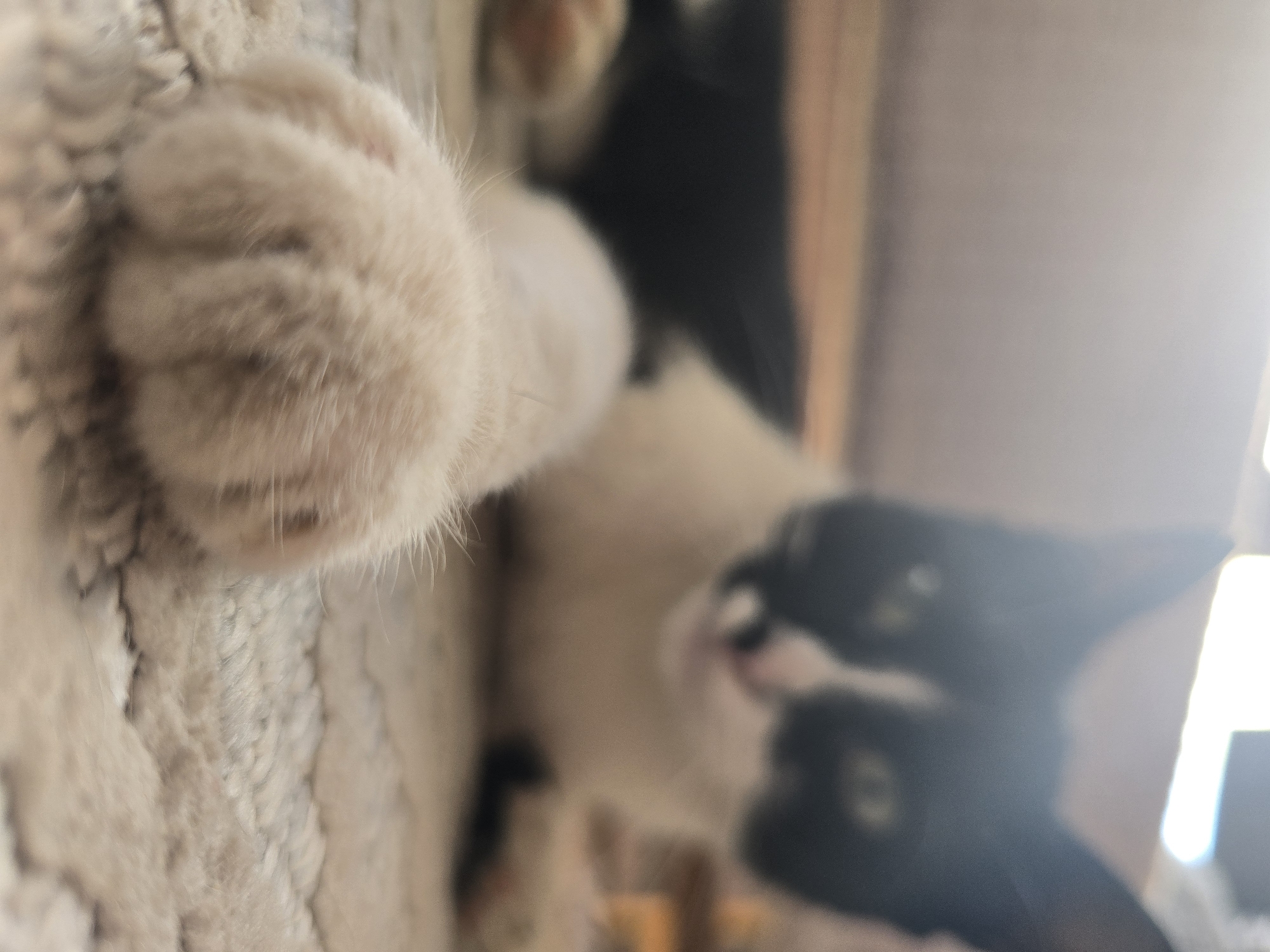 A close-up, low-angle, shallow depth-of-field shot focuses on a black and white cat's paw resting on a textured, neutral-toned rug. The cat's paw is light in color and slightly blurred, with individual fur strands visible. Beyond the paw, the cat's body is visible, with its black and white fur pattern and blurred features. The background is bright and out of focus, suggesting a well-lit indoor environment. The scene is set in Podgorica, Montenegro.