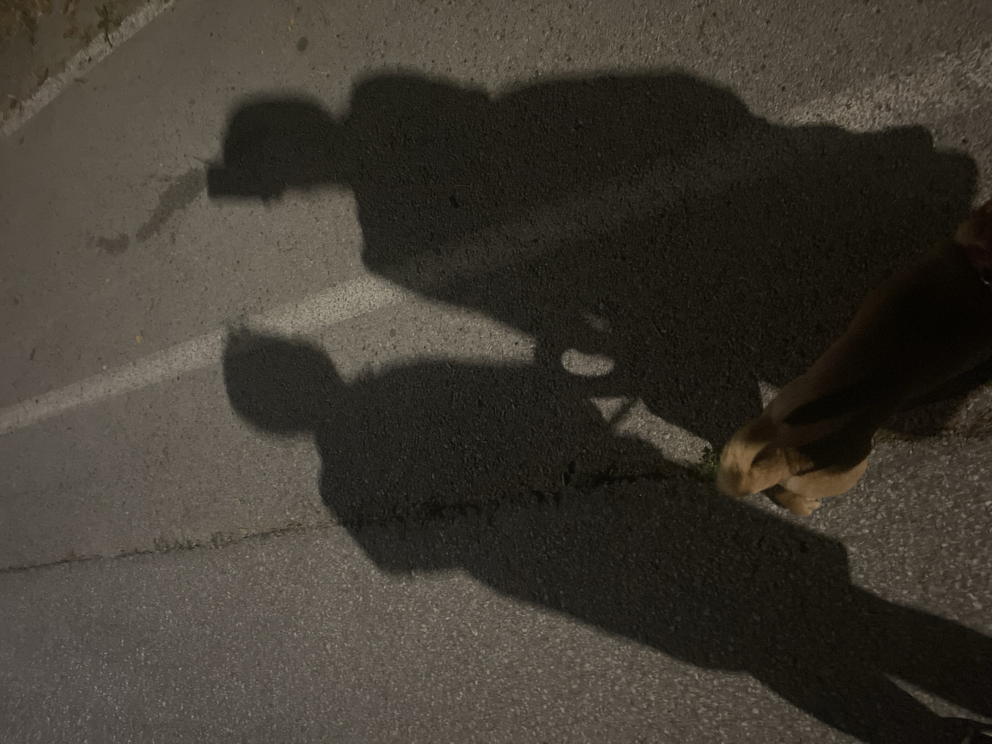 The image depicts a nighttime scene on a paved road, likely in Blagoevgrad, Bulgaria, given the context. The road has a white line marking its edge. Two distinct shadows of people are cast on the asphalt, suggesting they are walking away from the light source, which is behind the viewer. One shadow on the left appears to be slightly in front of the other. In the foreground, a dog's paw is visible, indicating it is also present. The overall atmosphere is dark and suggestive of an evening stroll.