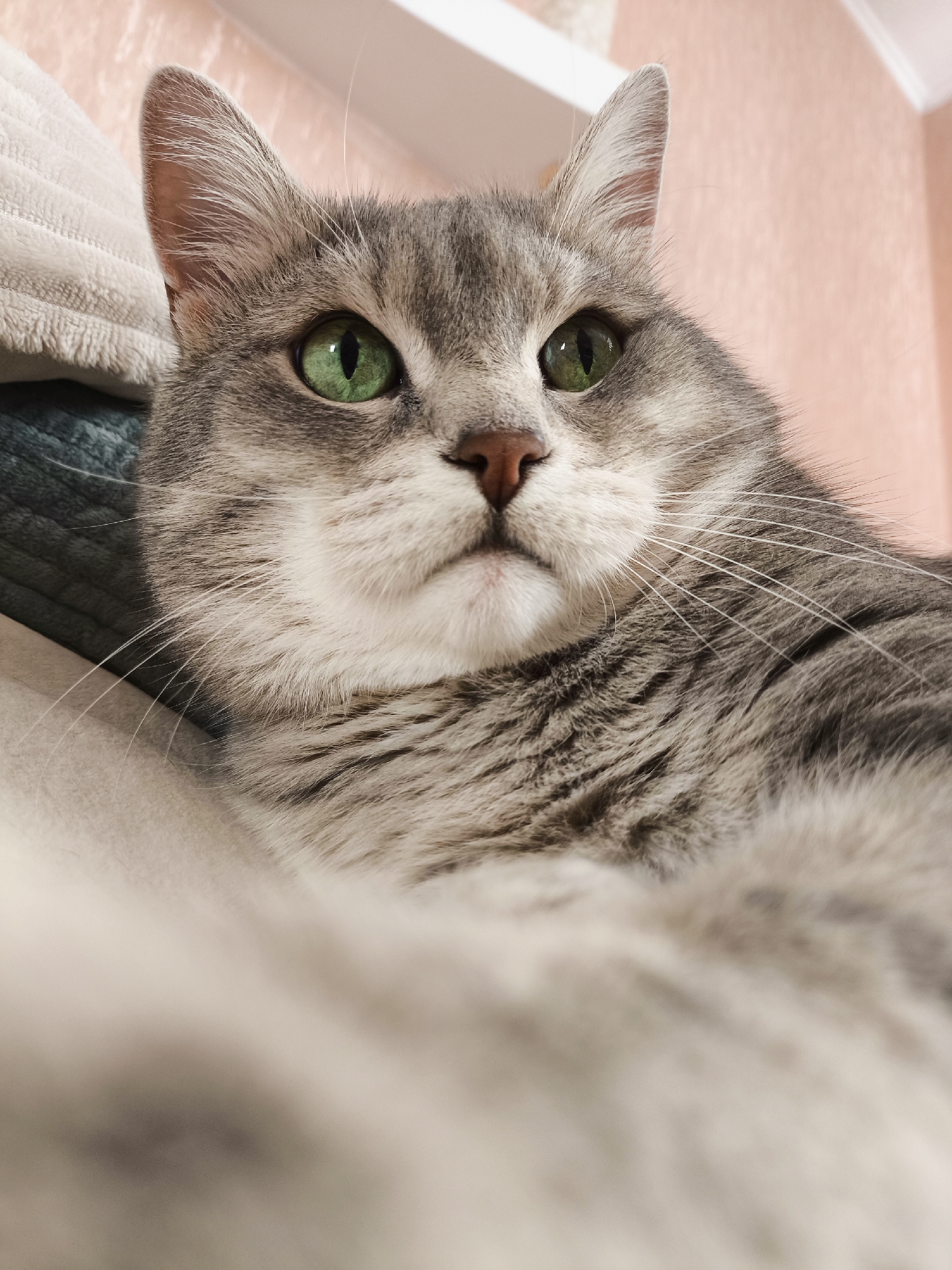 A close-up, low-angle, eye-level shot features a grey tabby cat with vibrant green eyes. The cat's face is the primary focus, with its head tilted slightly upwards and to the right. Its fur is a mix of grey and white, with characteristic tabby markings on its forehead and cheeks. The cat's nose is a light brown, and its whiskers are prominent and white. The background is softly blurred, with hints of a textured pink wall and a white shelf above. The cat appears to be resting on soft, light-colored surfaces, possibly blankets or pillows. The lighting is soft and diffused, highlighting the cat's features. The scene suggests a domestic indoor environment, likely a home.