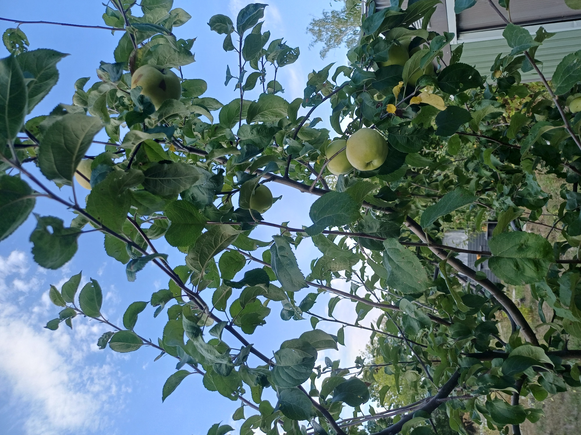 In the city of Sulymivka, Ukraine, a close-up, low-angle shot captures an apple tree heavy with unripe green apples against a bright blue sky with scattered white clouds. The branches, laden with vibrant green leaves, are prominent in the foreground, with several apples visible, some partially obscured by foliage. In the background, hints of other trees, greenery, and a light-colored structure suggest a suburban or rural outdoor setting. The image is devoid of any human presence or activity.