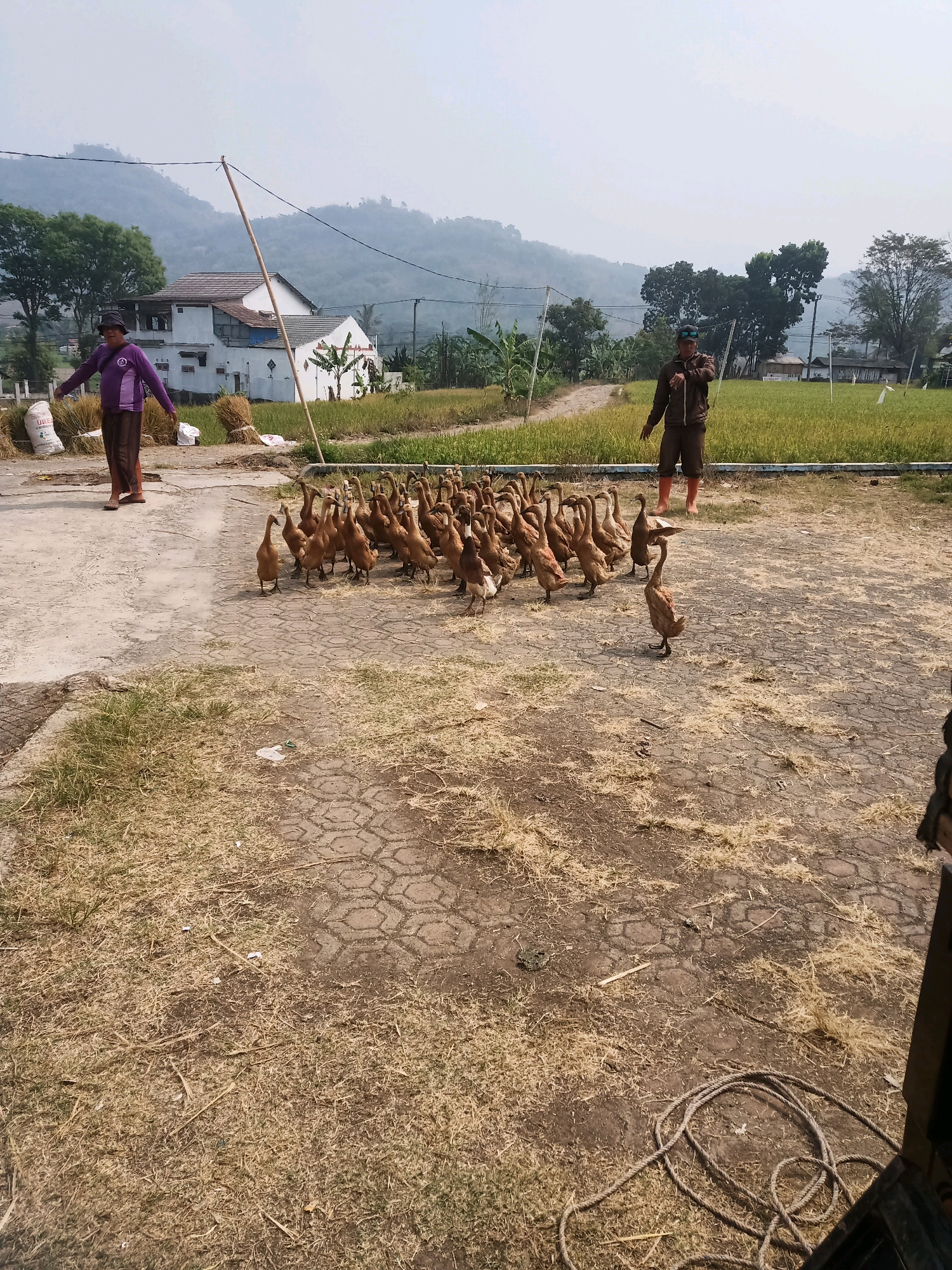 The image depicts an outdoor scene, likely in a rural or agricultural area, with a flock of brown ducks gathered on a paved surface in the foreground. Two men are visible: one, wearing a purple shirt and brown pants, stands to the left, facing the ducks with his arms outstretched. The second man, dressed in a brown jacket and dark pants with orange boots, stands on the right, facing away from the camera and gesturing towards the ducks. In the background, a white building with a tiled roof is situated amidst lush green fields and trees, with a hazy mountainous landscape beyond. Several bundles of dried grass or straw are scattered around the paved area, and a coiled rope lies on the ground in the lower right corner. The sky is overcast, suggesting a hazy or cloudy day. The scene suggests an agricultural setting, possibly a duck farm, in the city of Garut, Indonesia.
